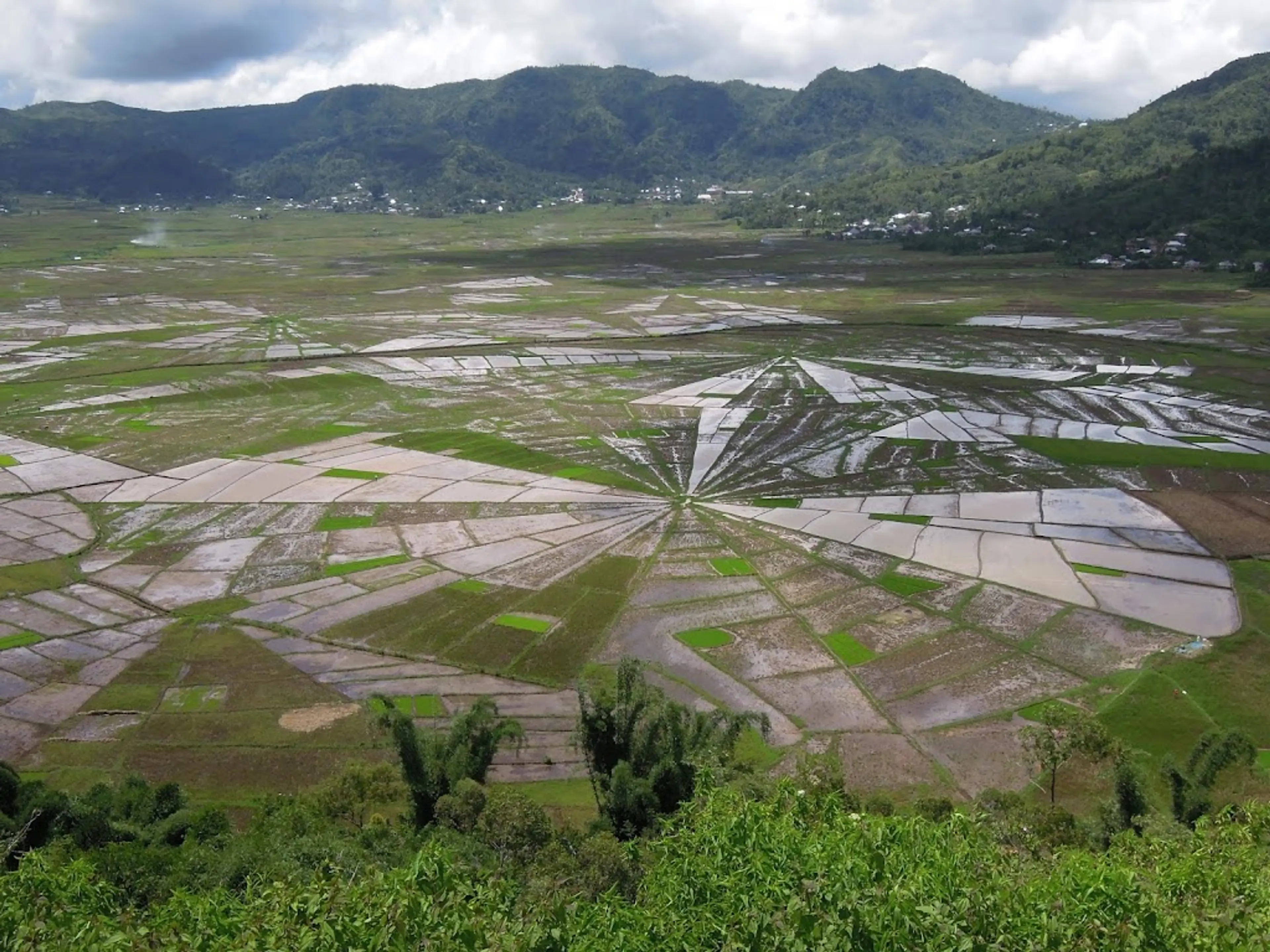 Cancar spider web rice fields