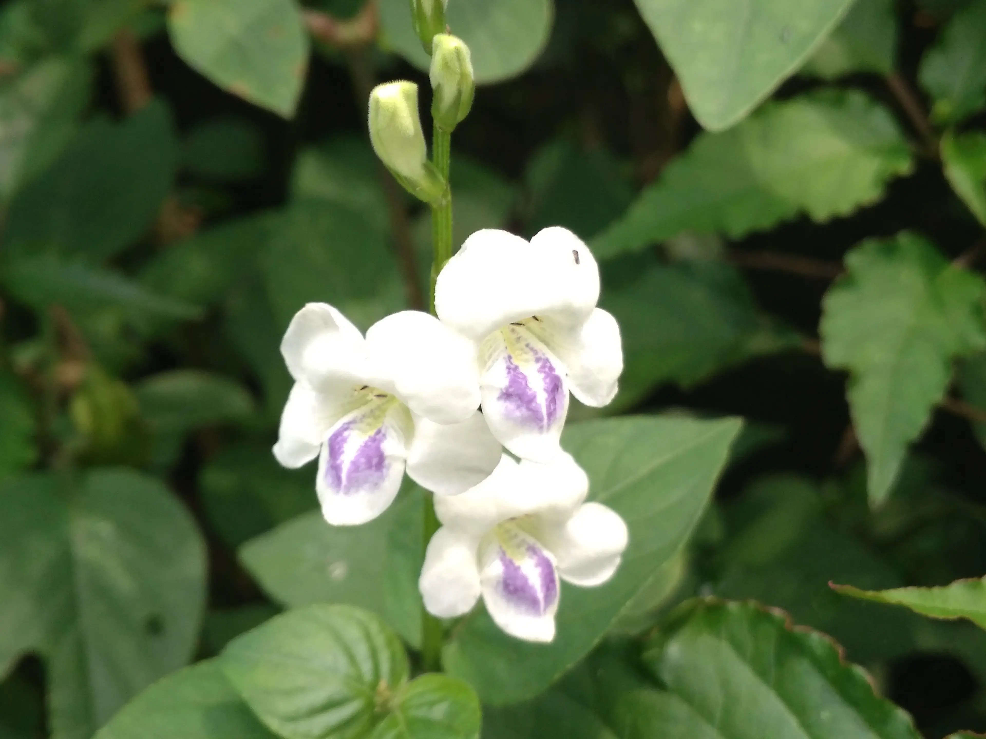 Ragunan Orchid Garden