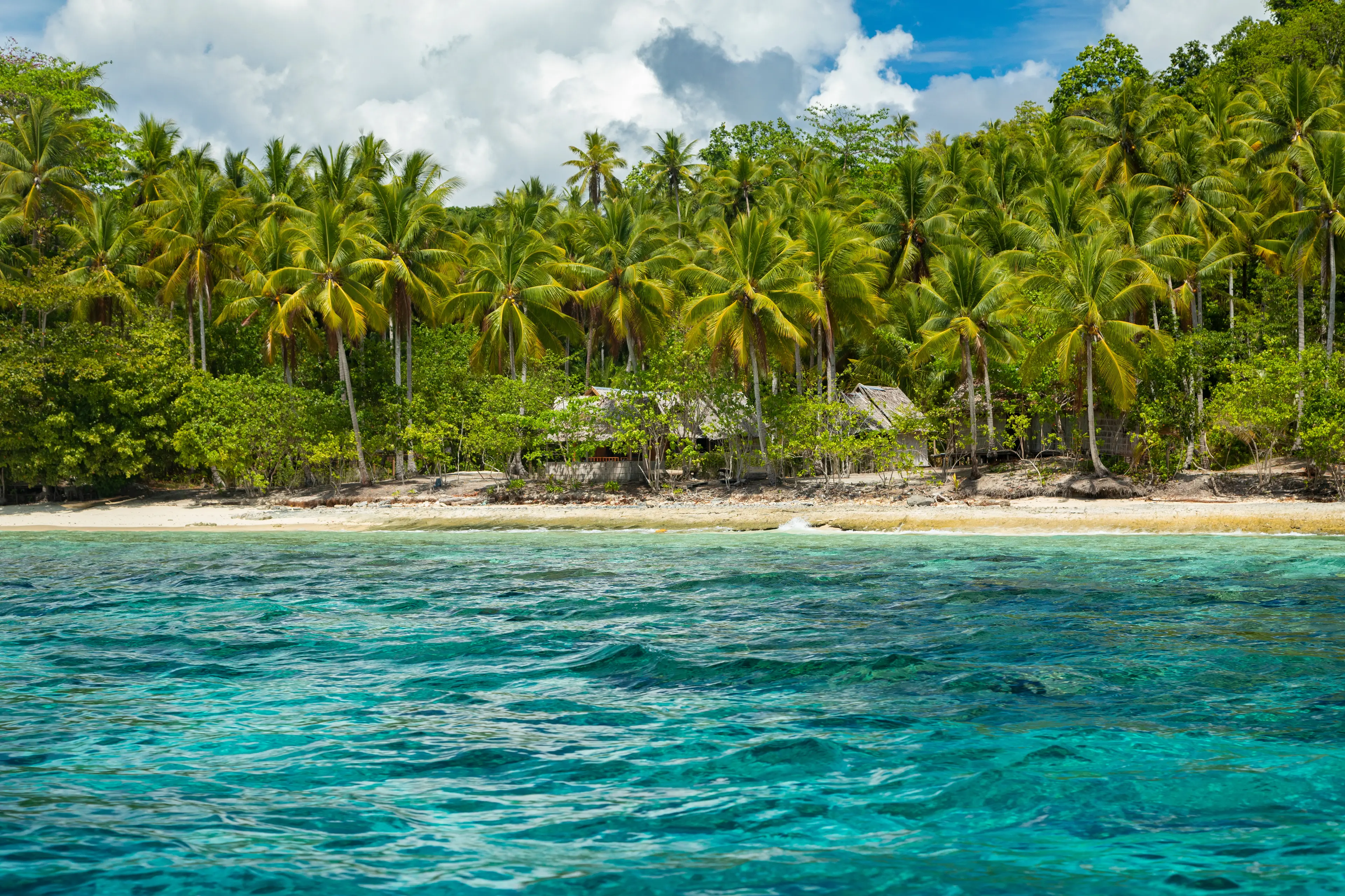 Rainforests of Raja Ampat