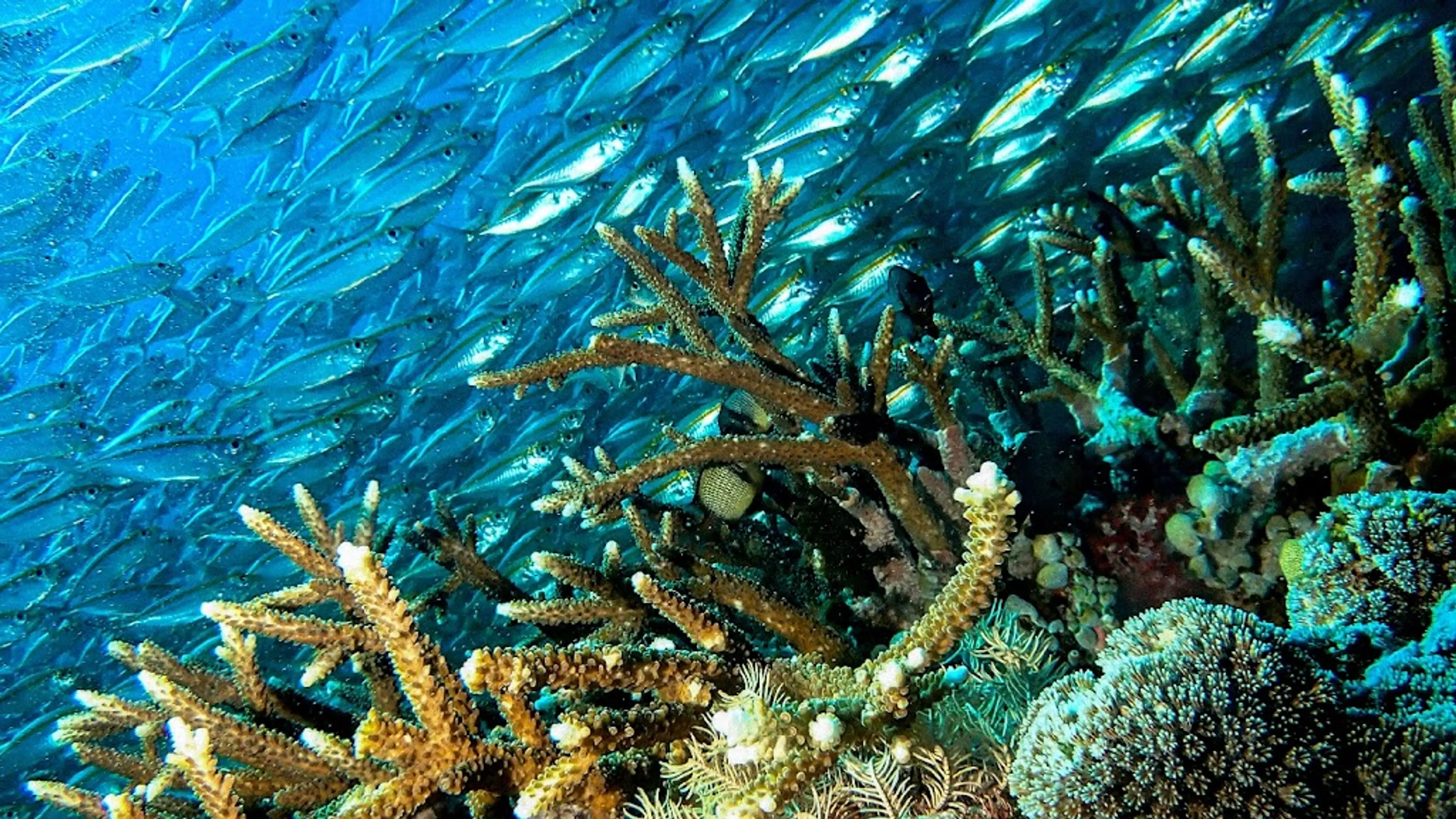 Arborek Dive Spot