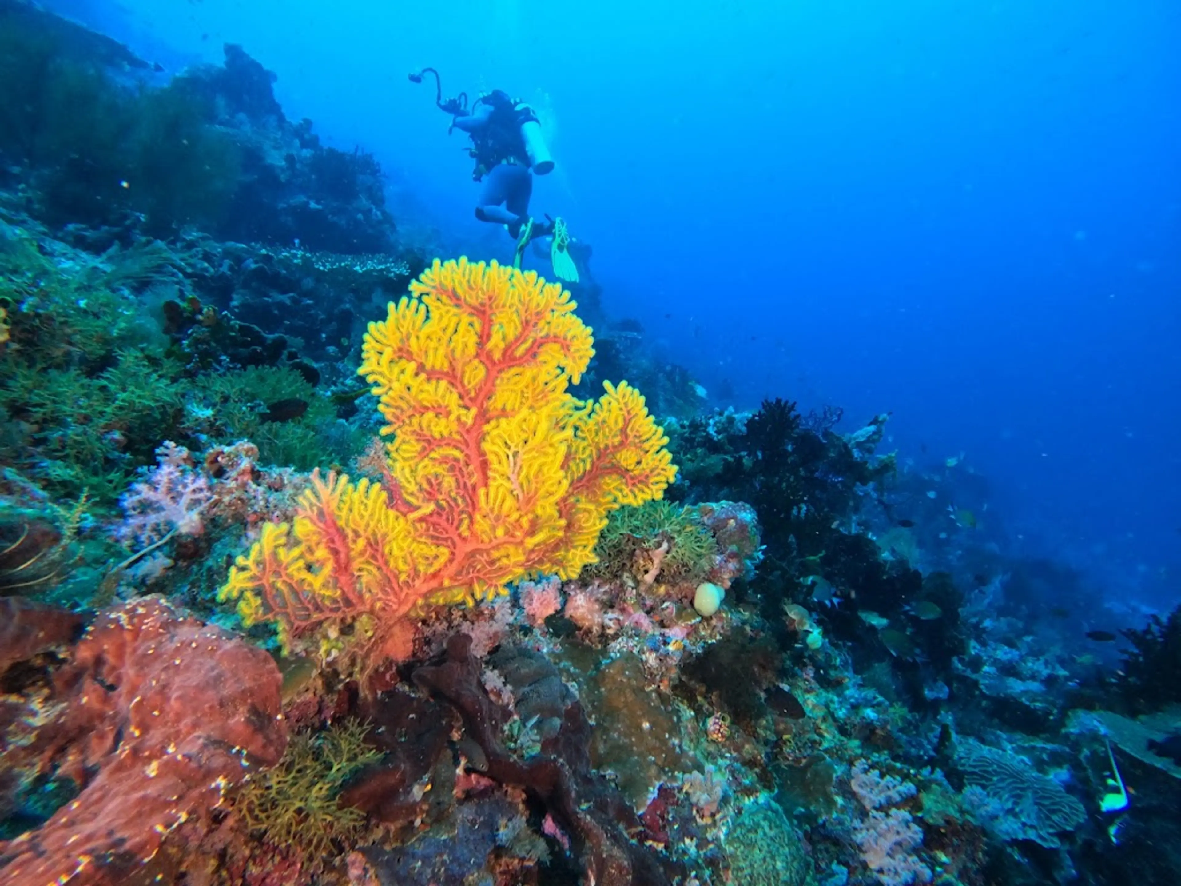 Coral reefs of Raja Ampat