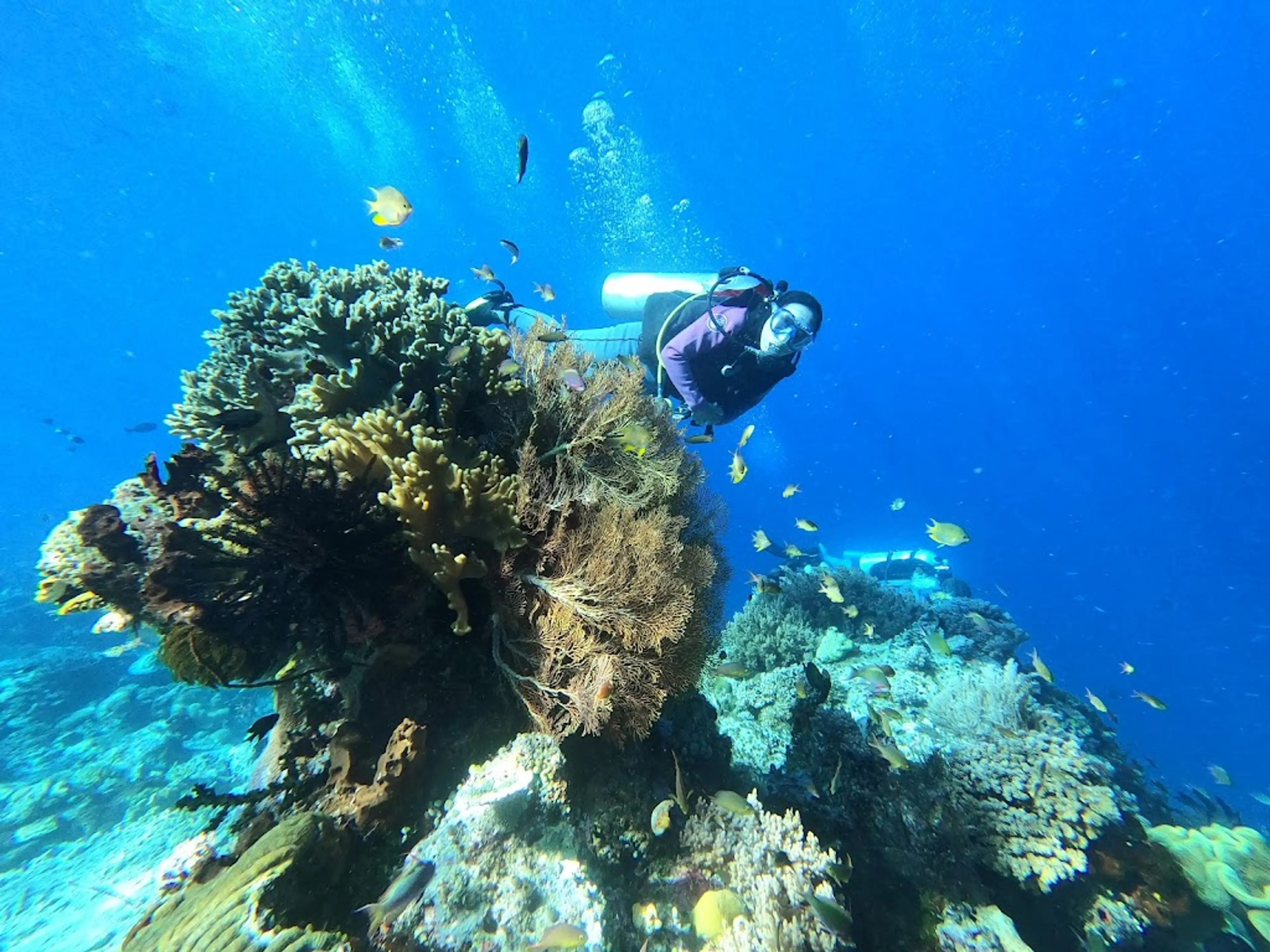 Diving in the Coral Triangle