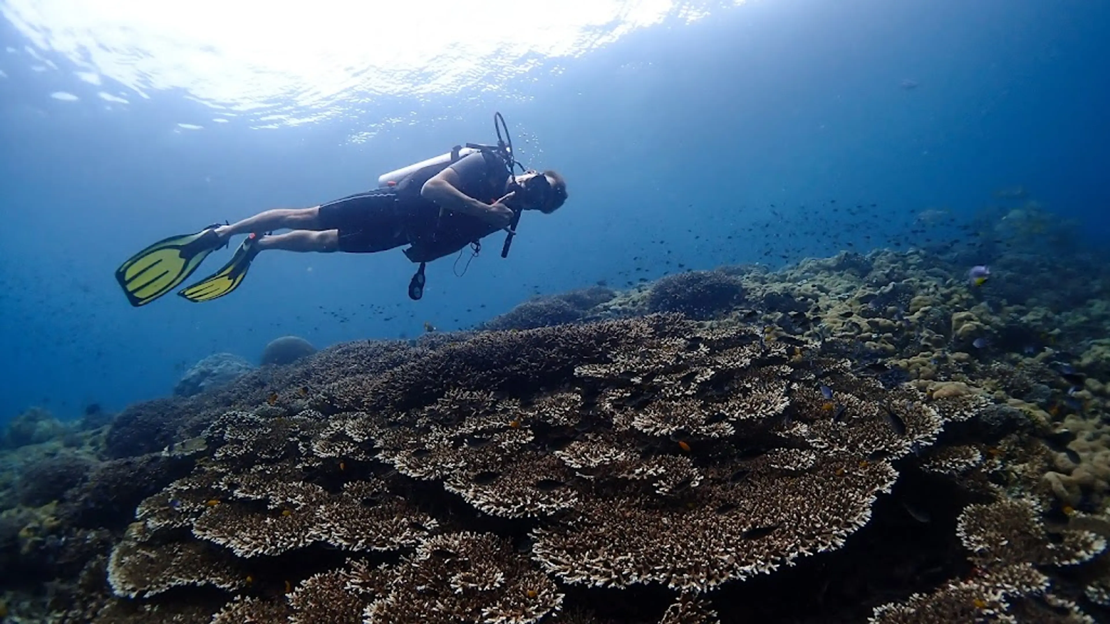 Snorkeling around Arborek Village