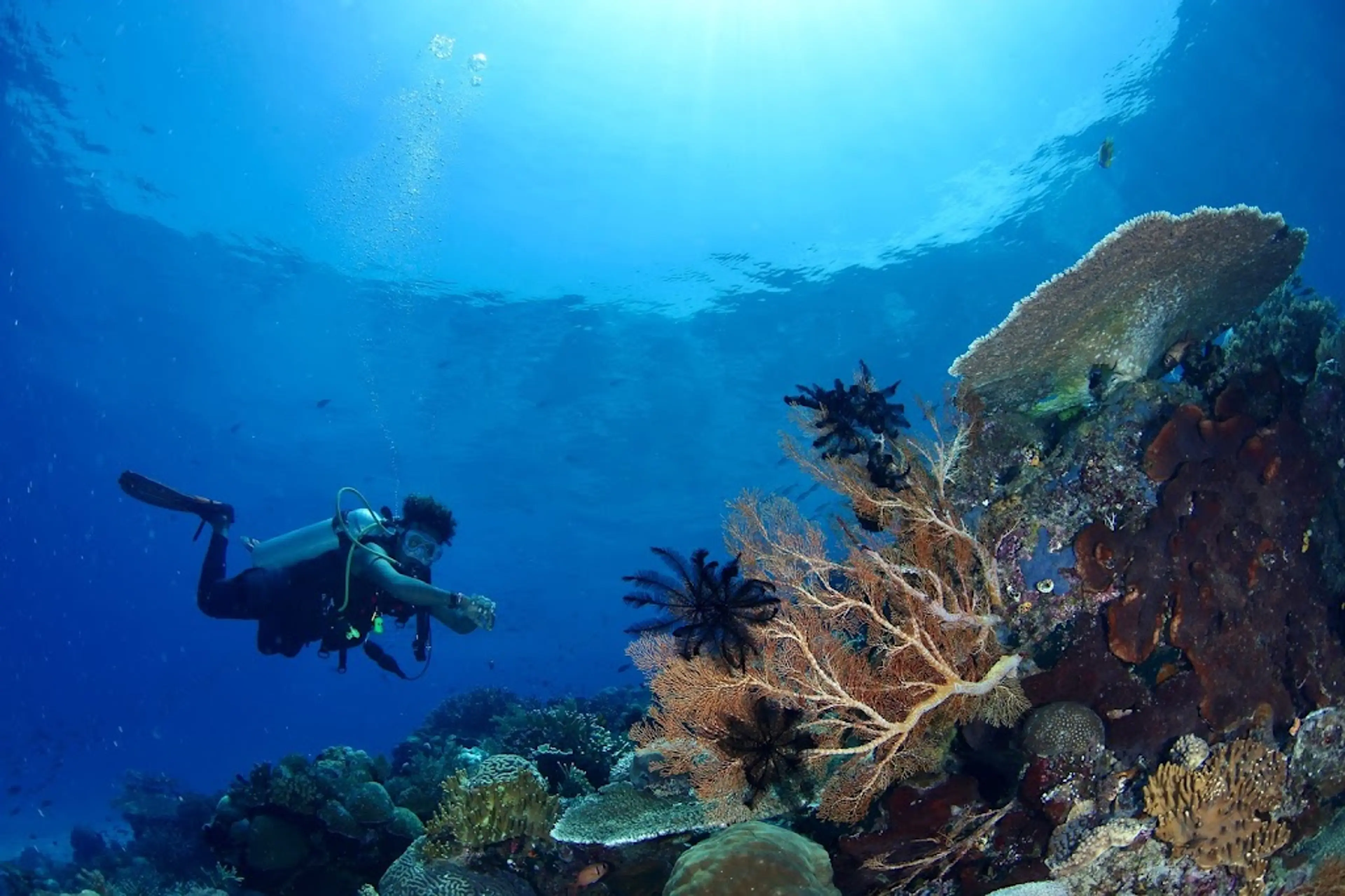 Snorkeling or diving in coral reefs