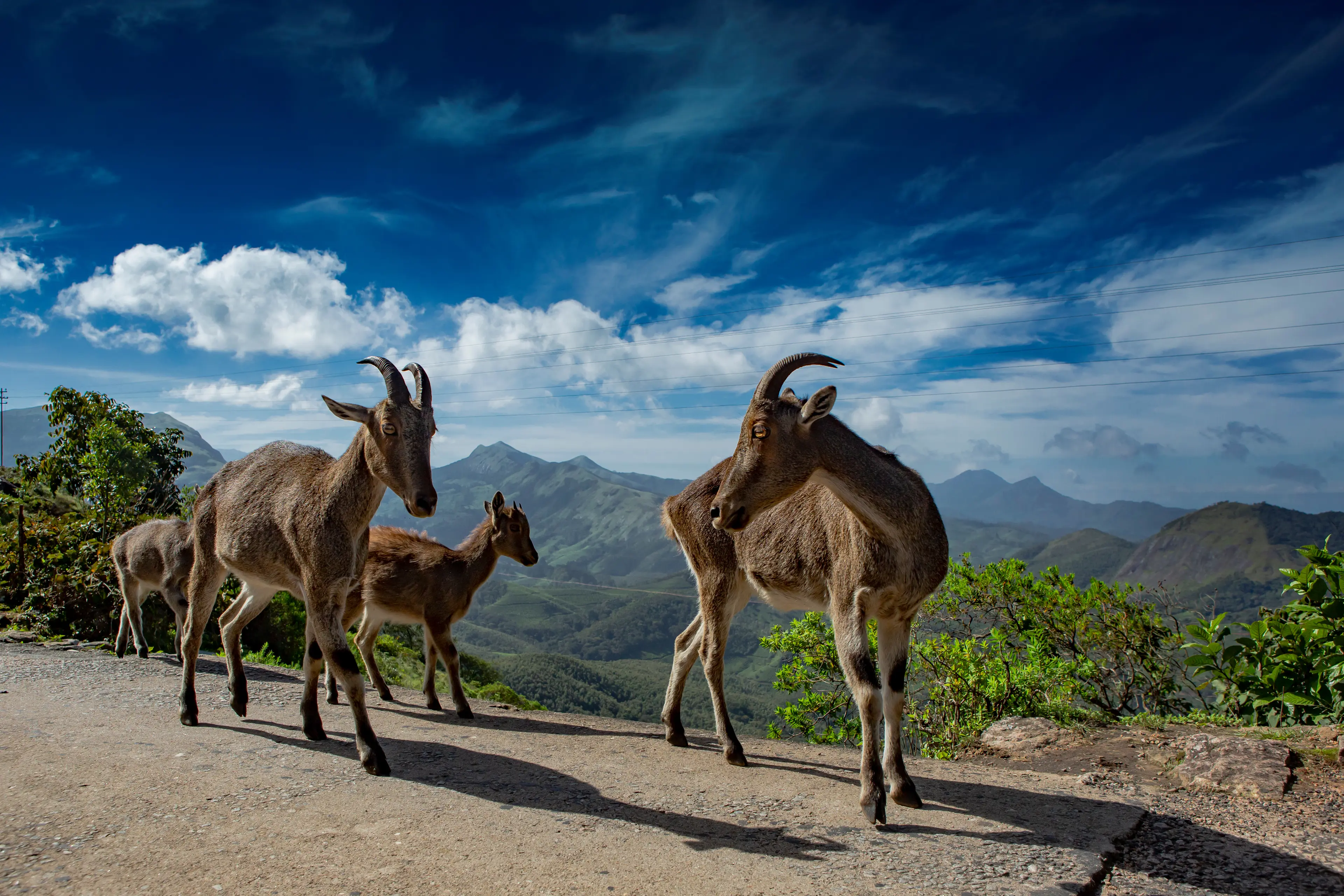 Eravikulam National Park