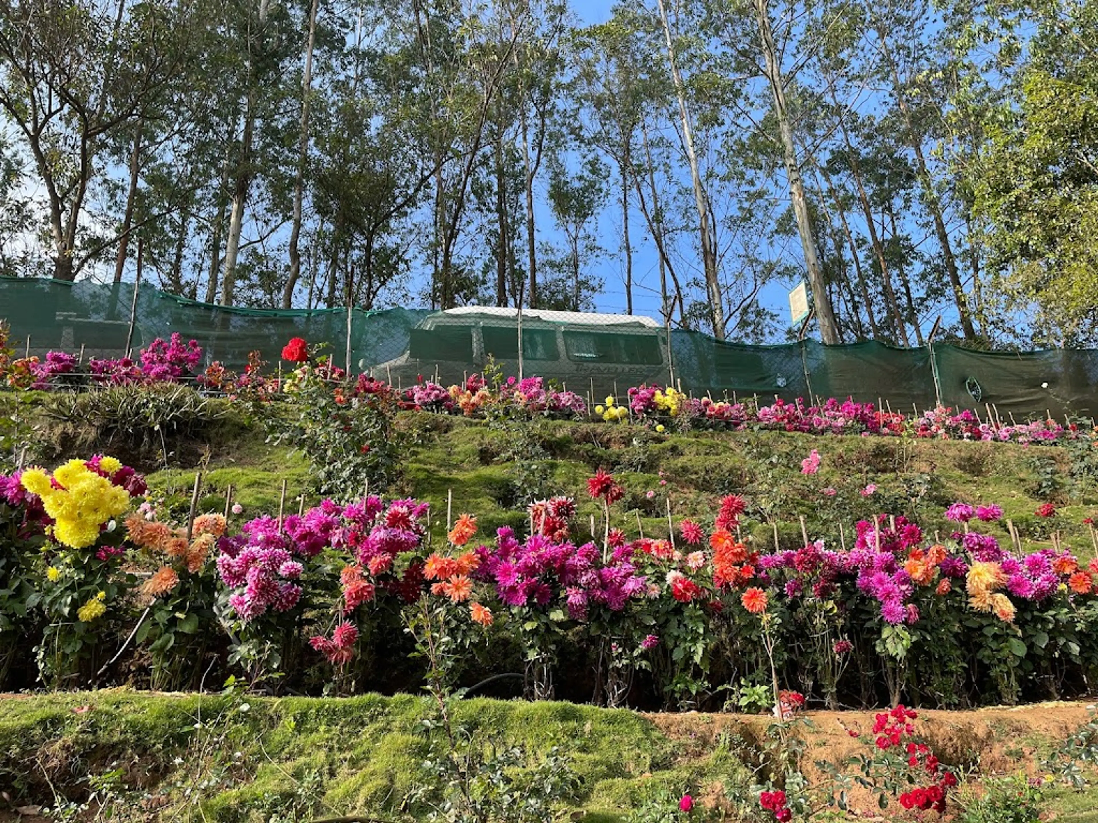 Rose Garden in Munnar