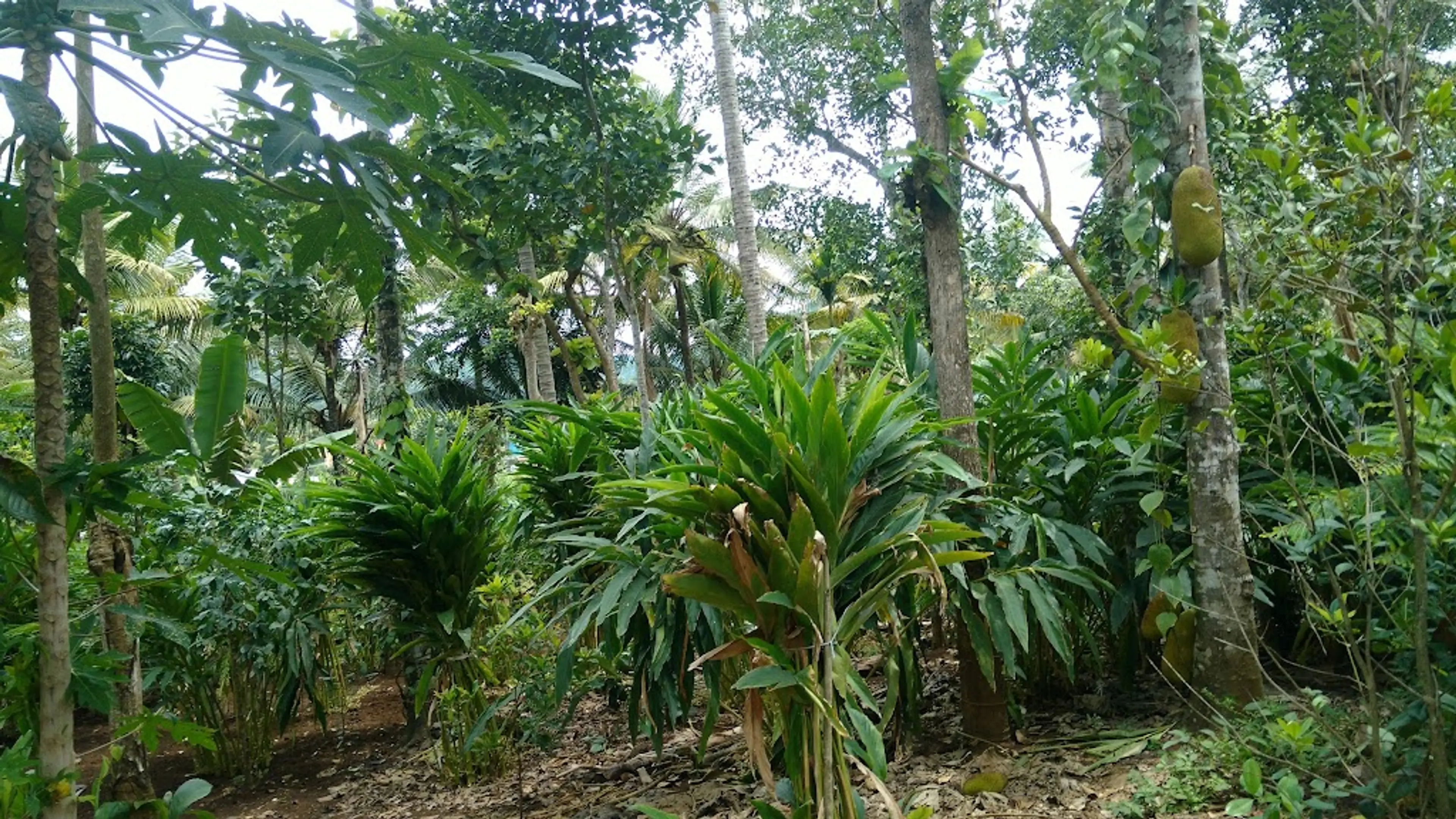 Spice plantation in Thekkady