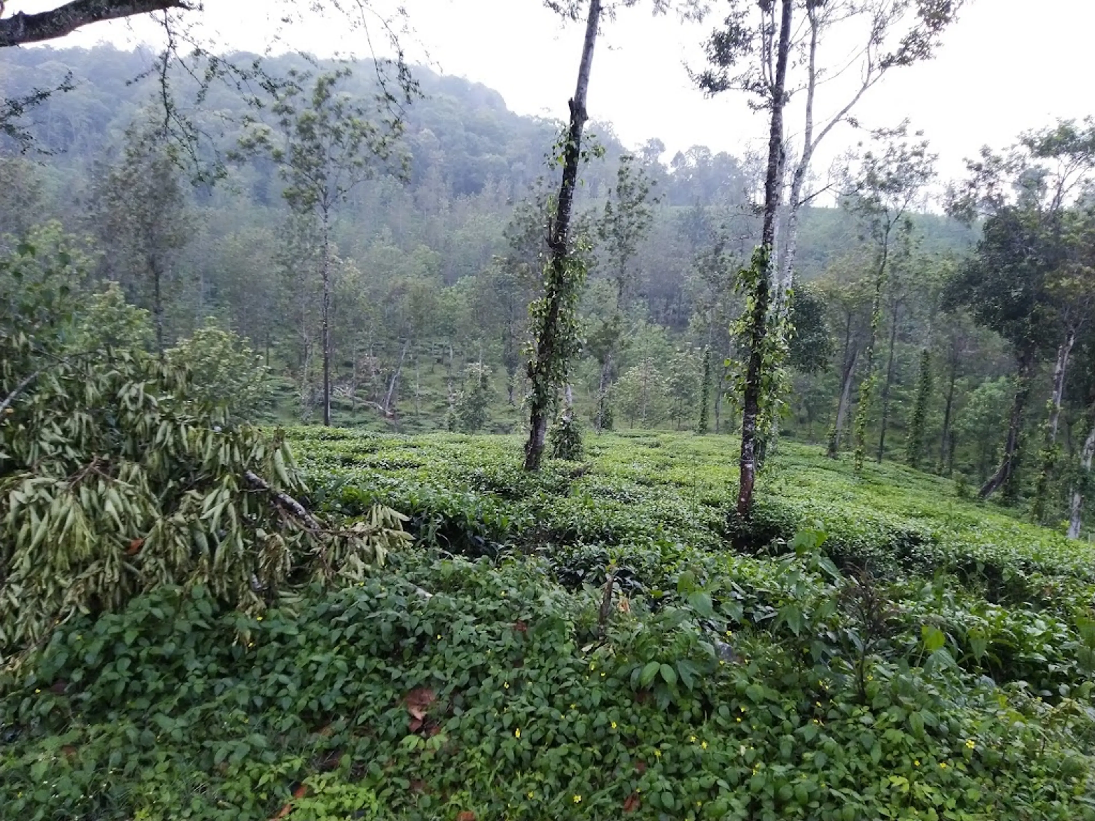 Spice plantations of Thekkady