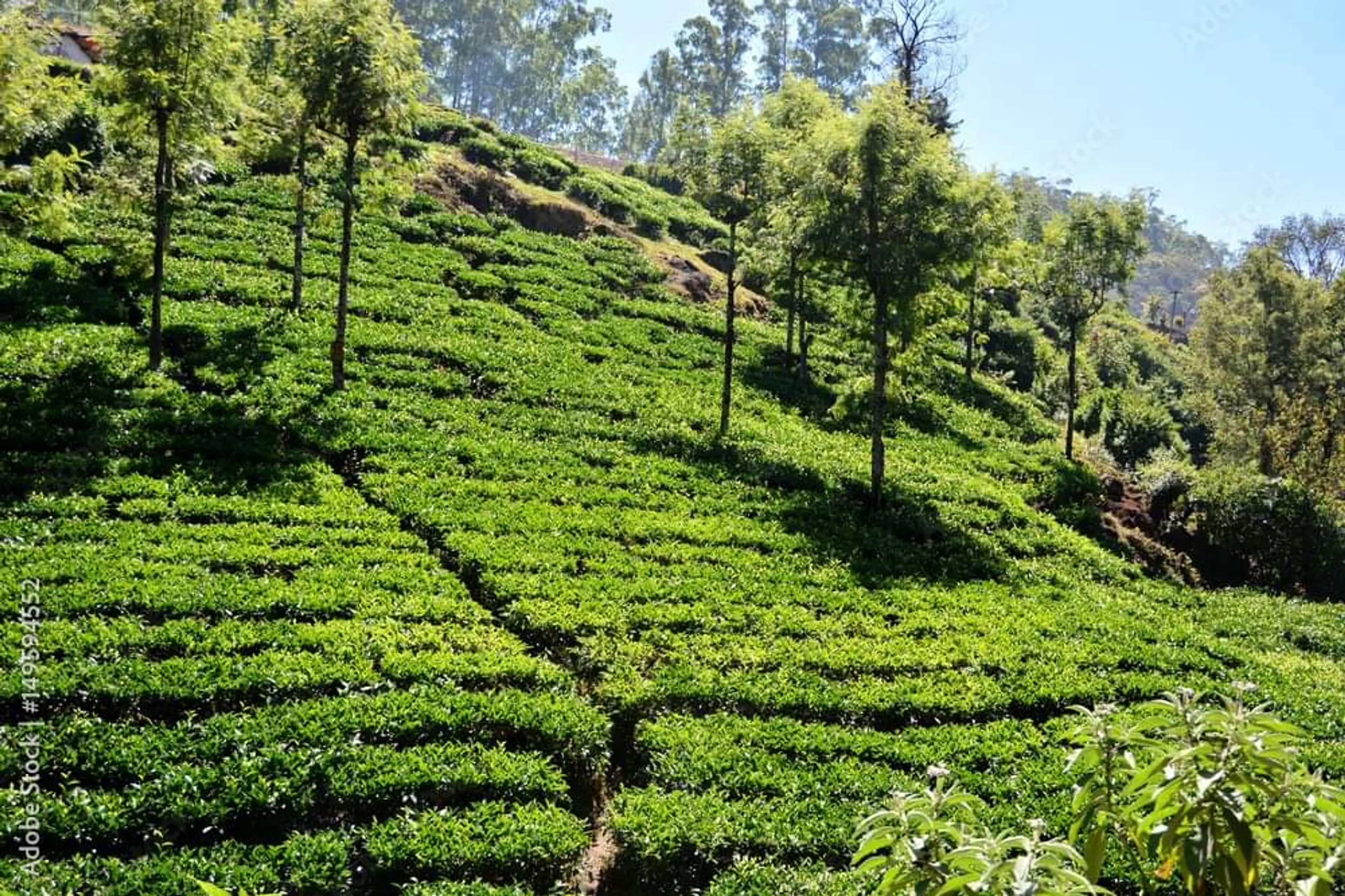 Tea estate