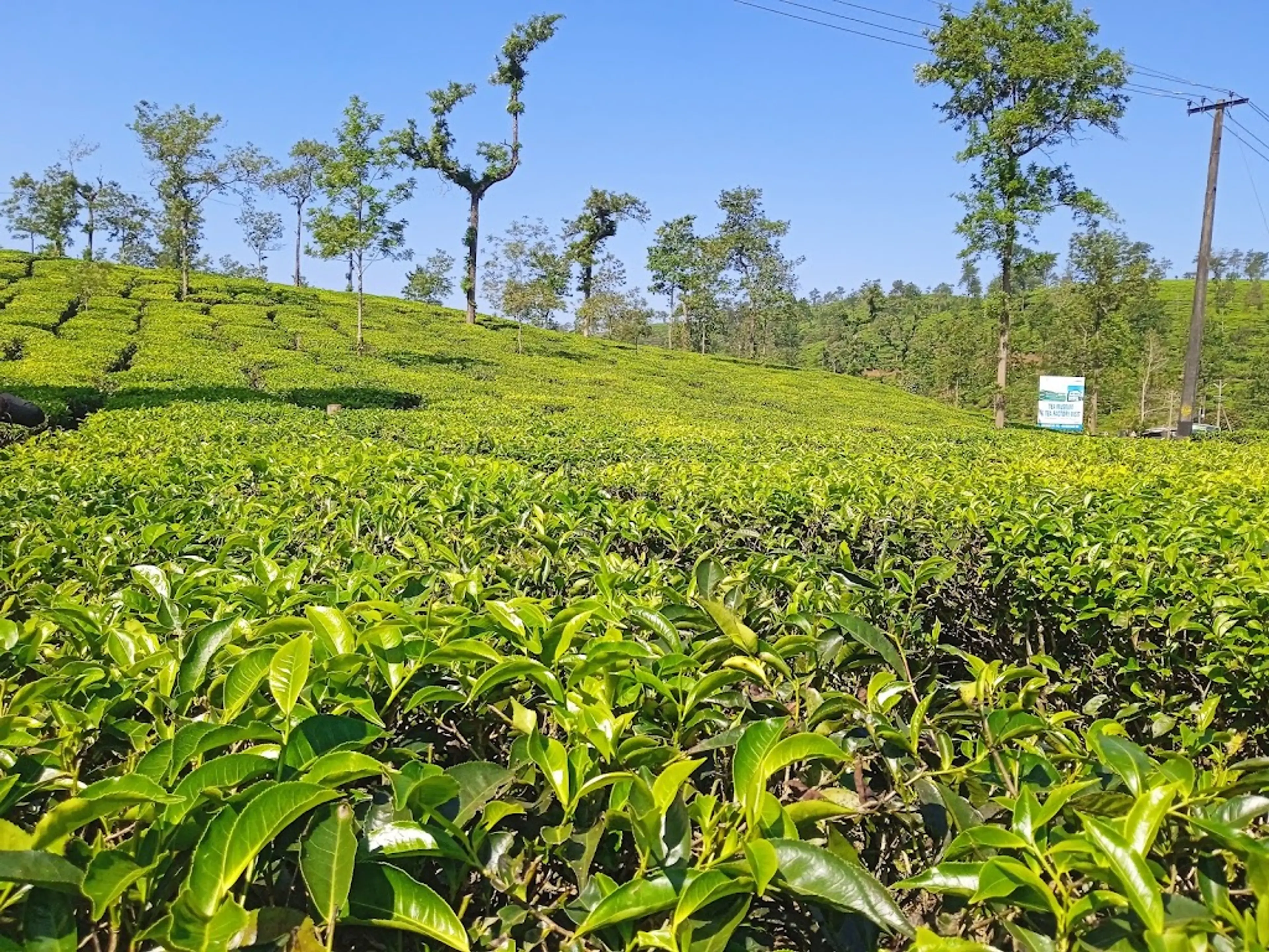 Tea factory tour
