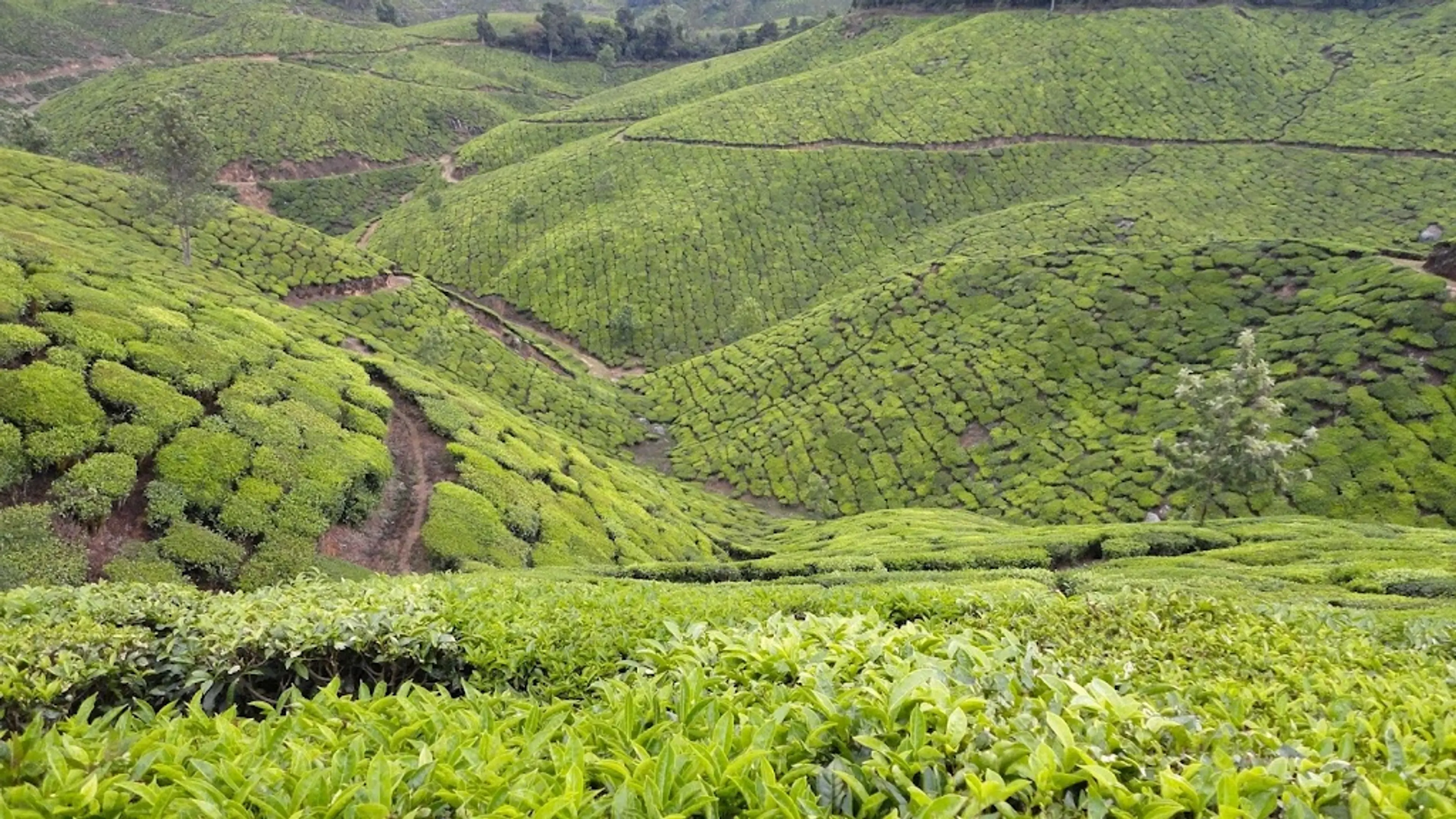 Tea gardens of Munnar