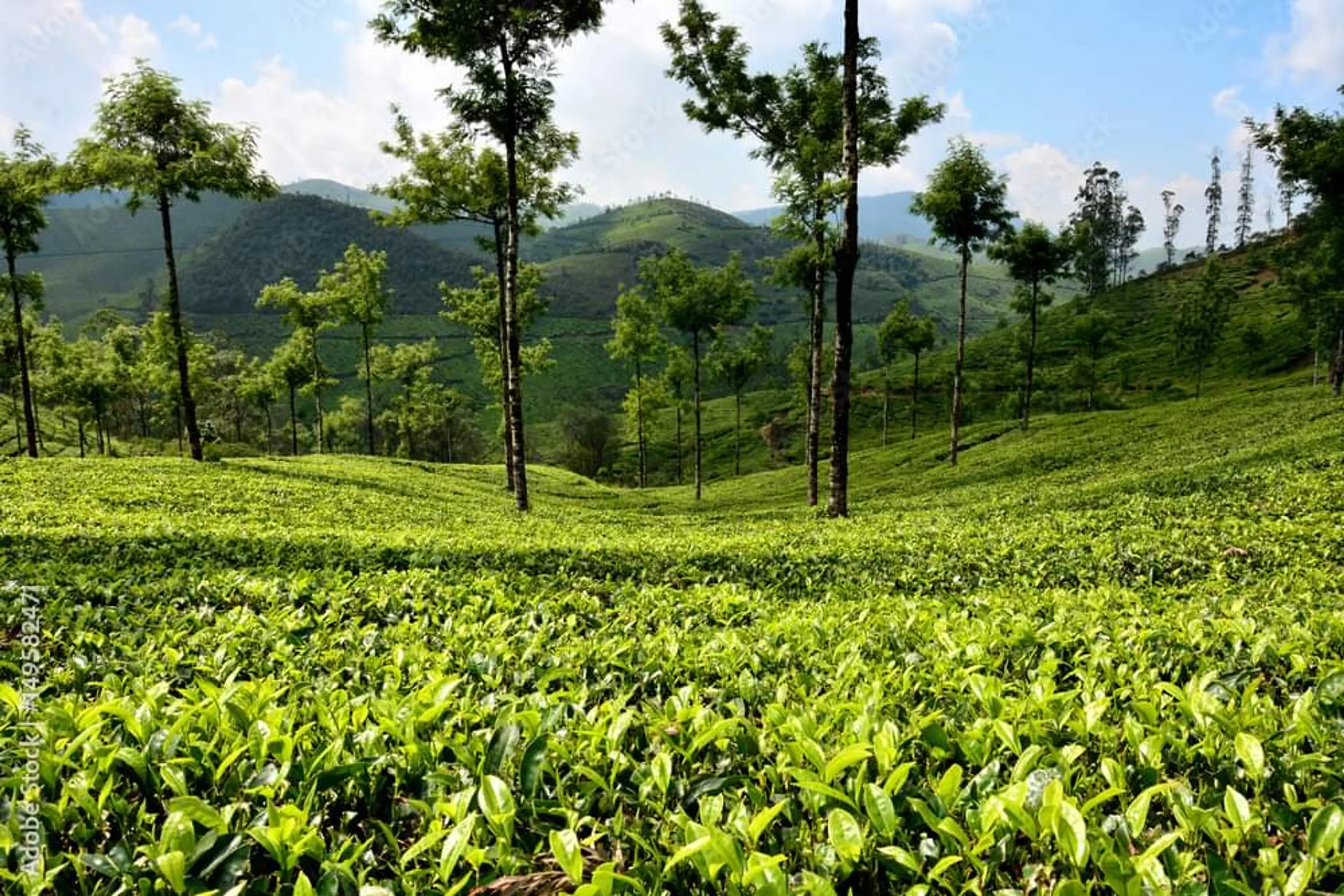 Tea plantations
