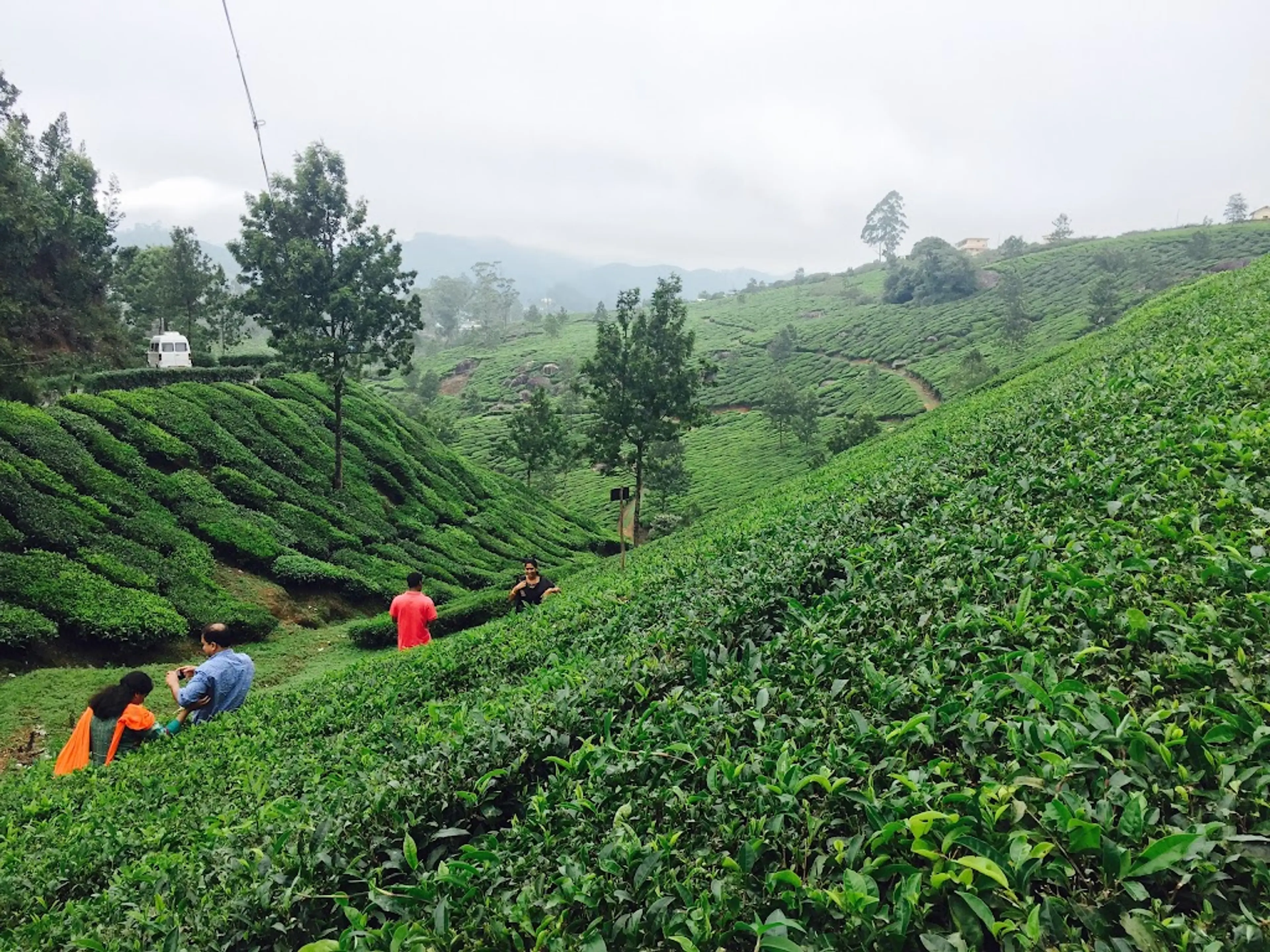 Tea plantations in Munnar