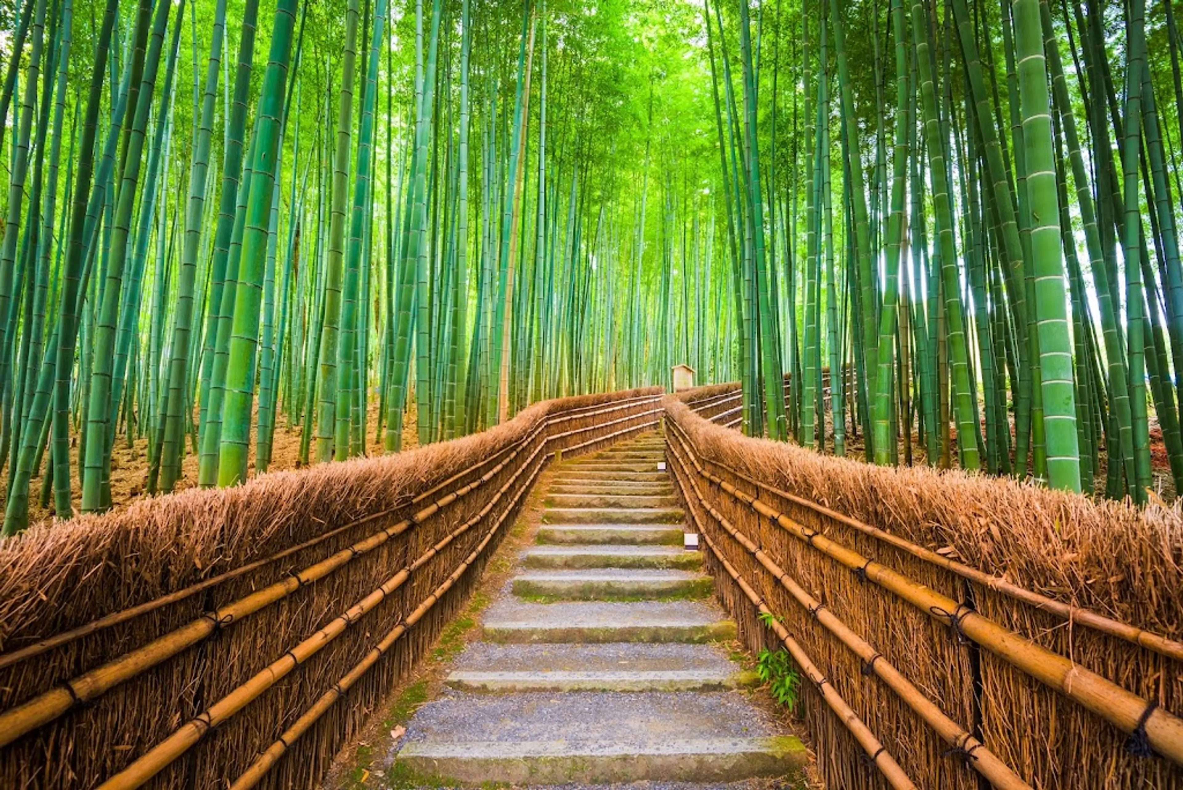 Bamboo forest