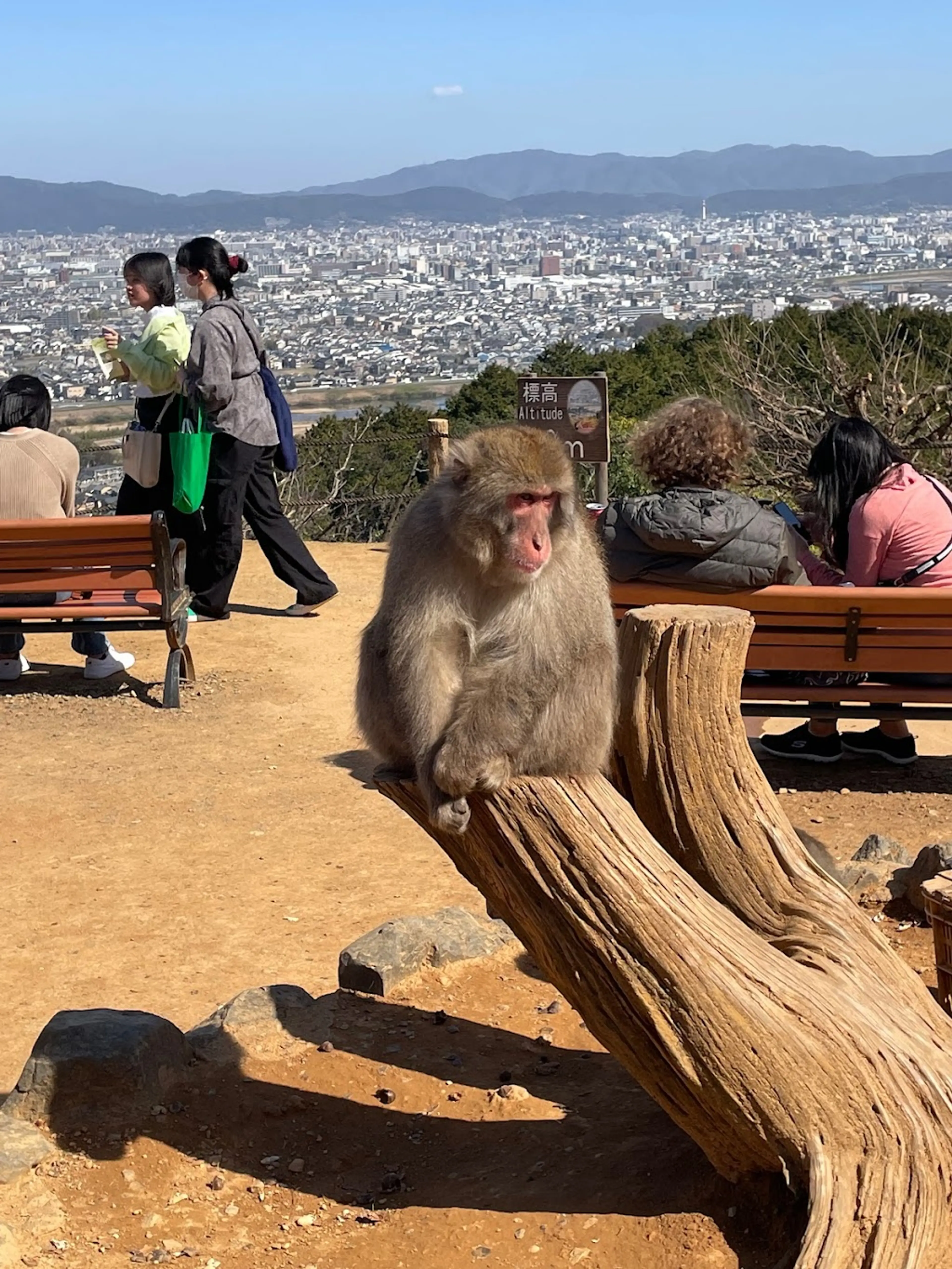 Iwatayama Monkey Park