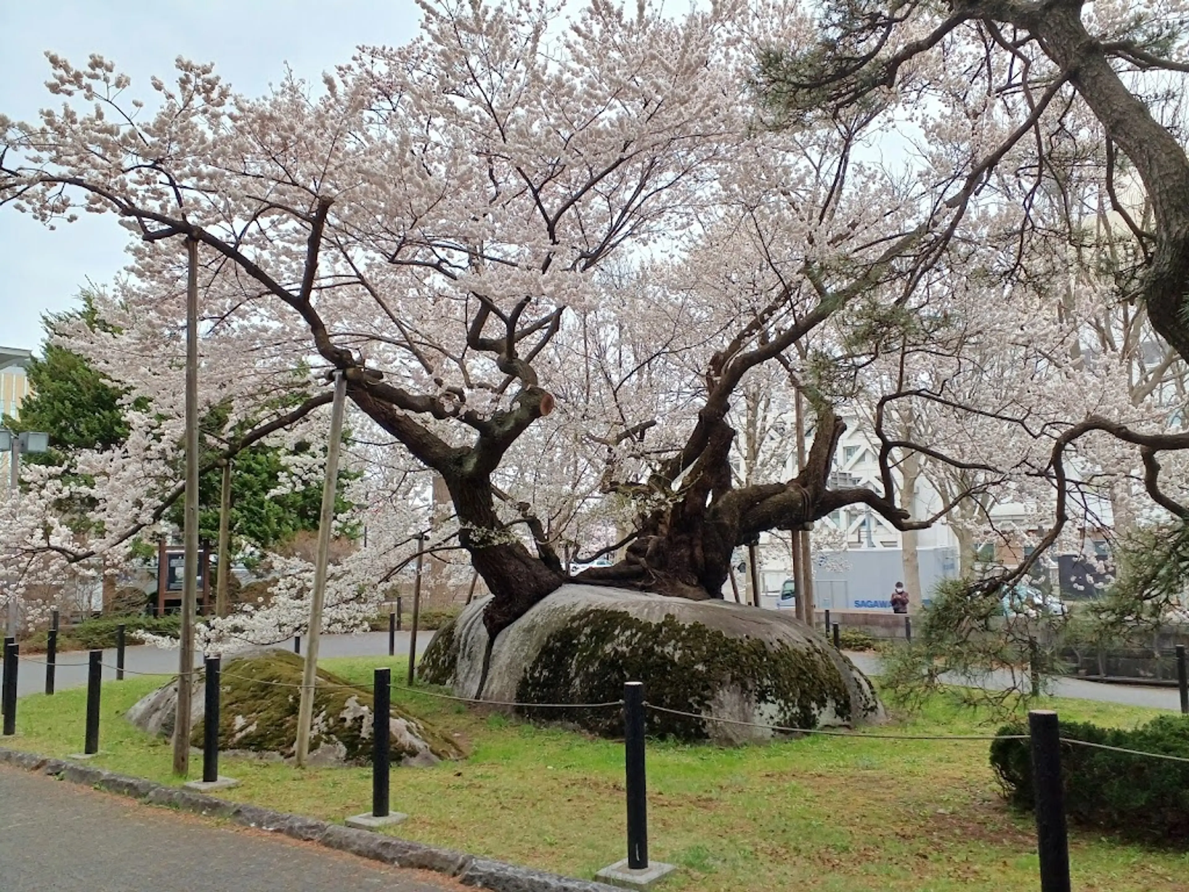 Rock-Breaking Cherry Tree