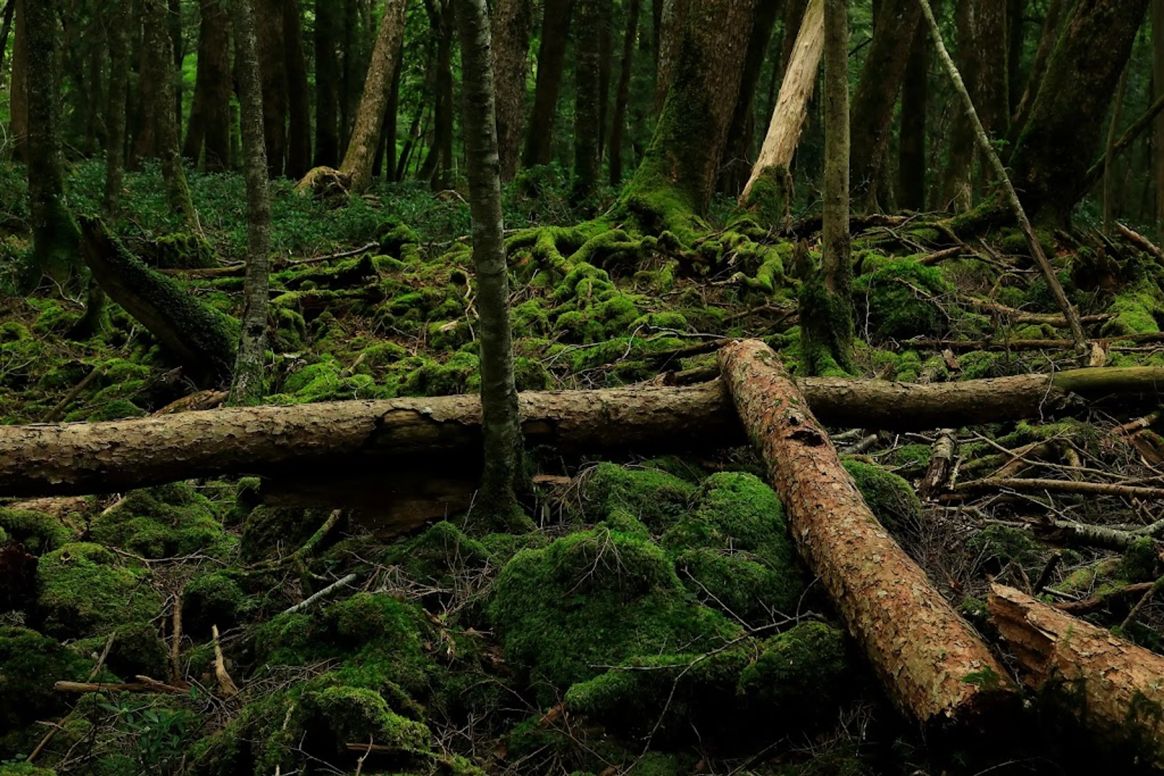 Aokigahara Forest