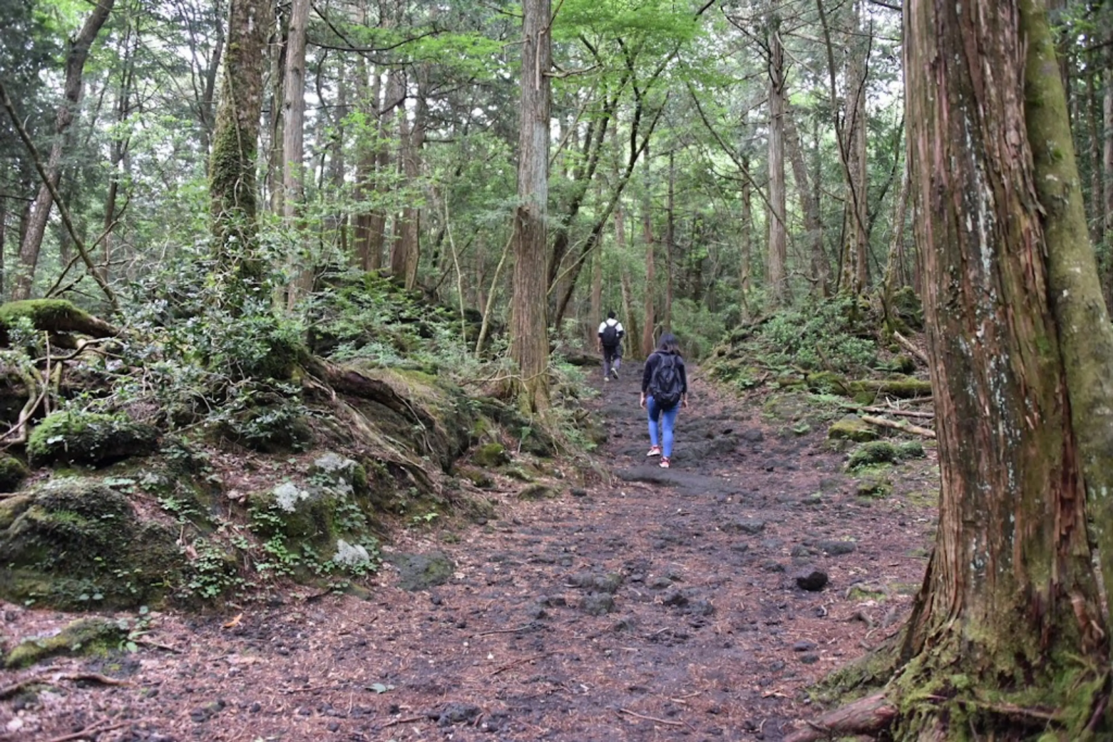 Stargazing in Aokigahara Forest