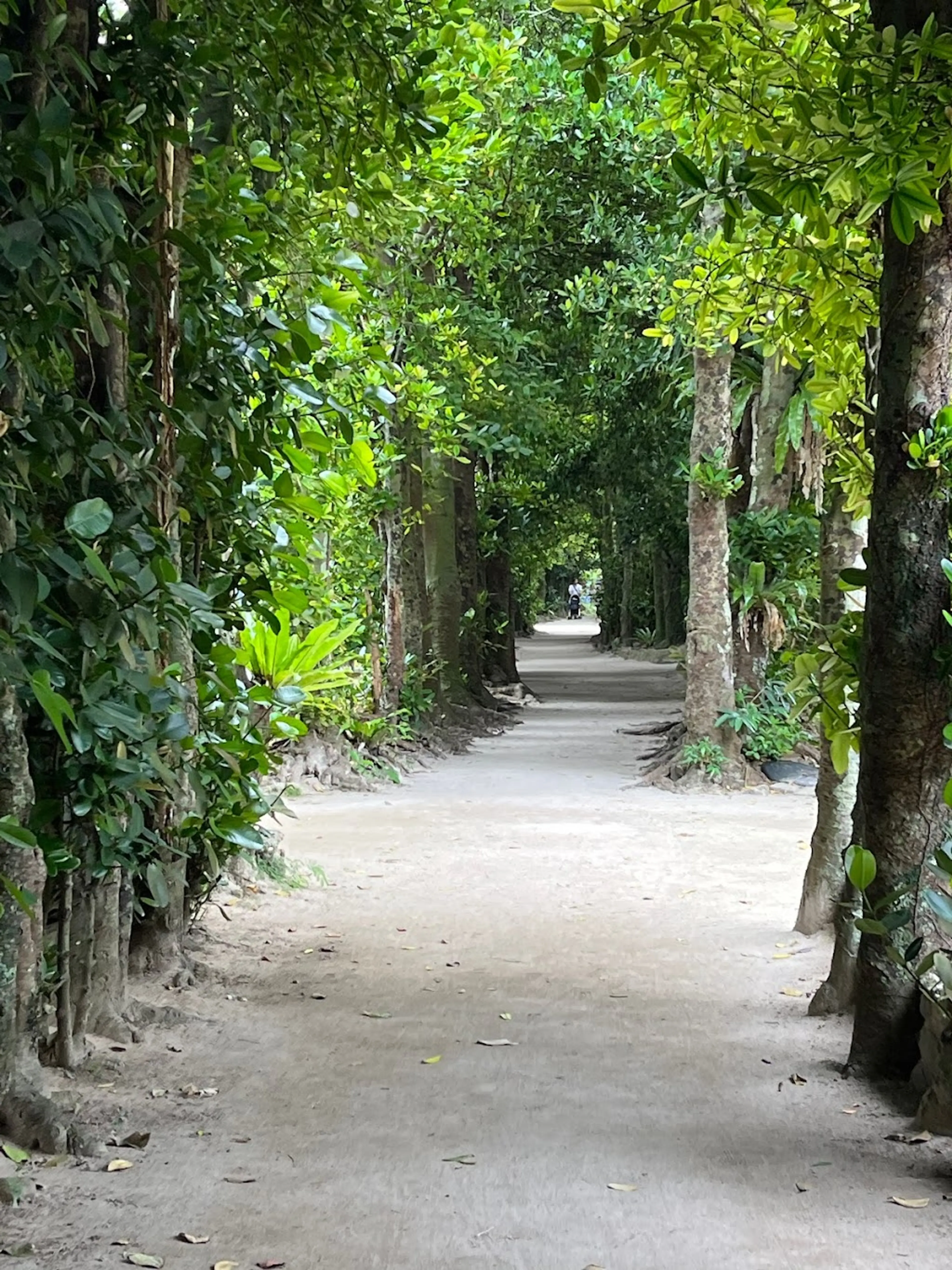 Bise Fukugi Tree Road