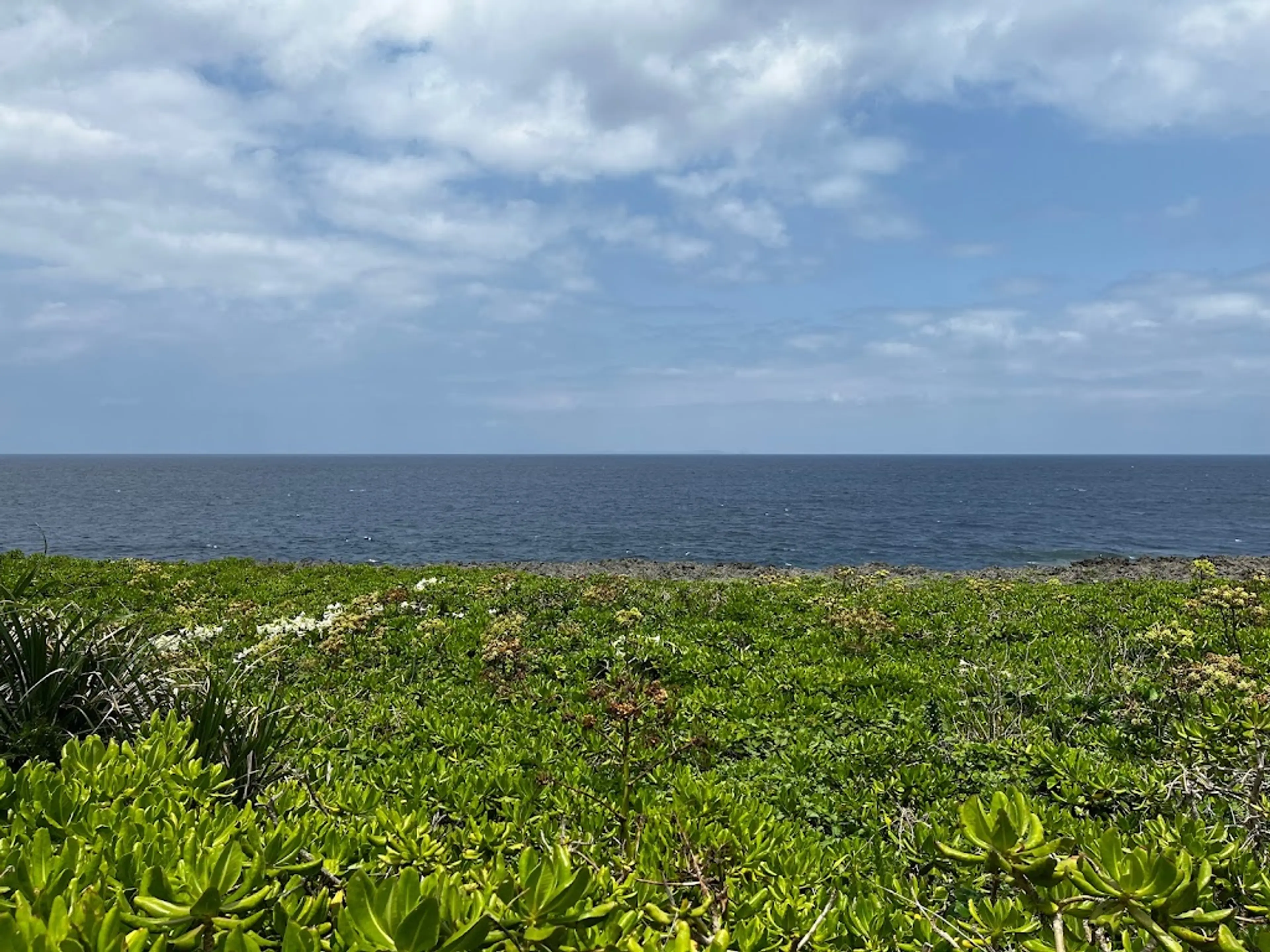 Ie Island Lily Field