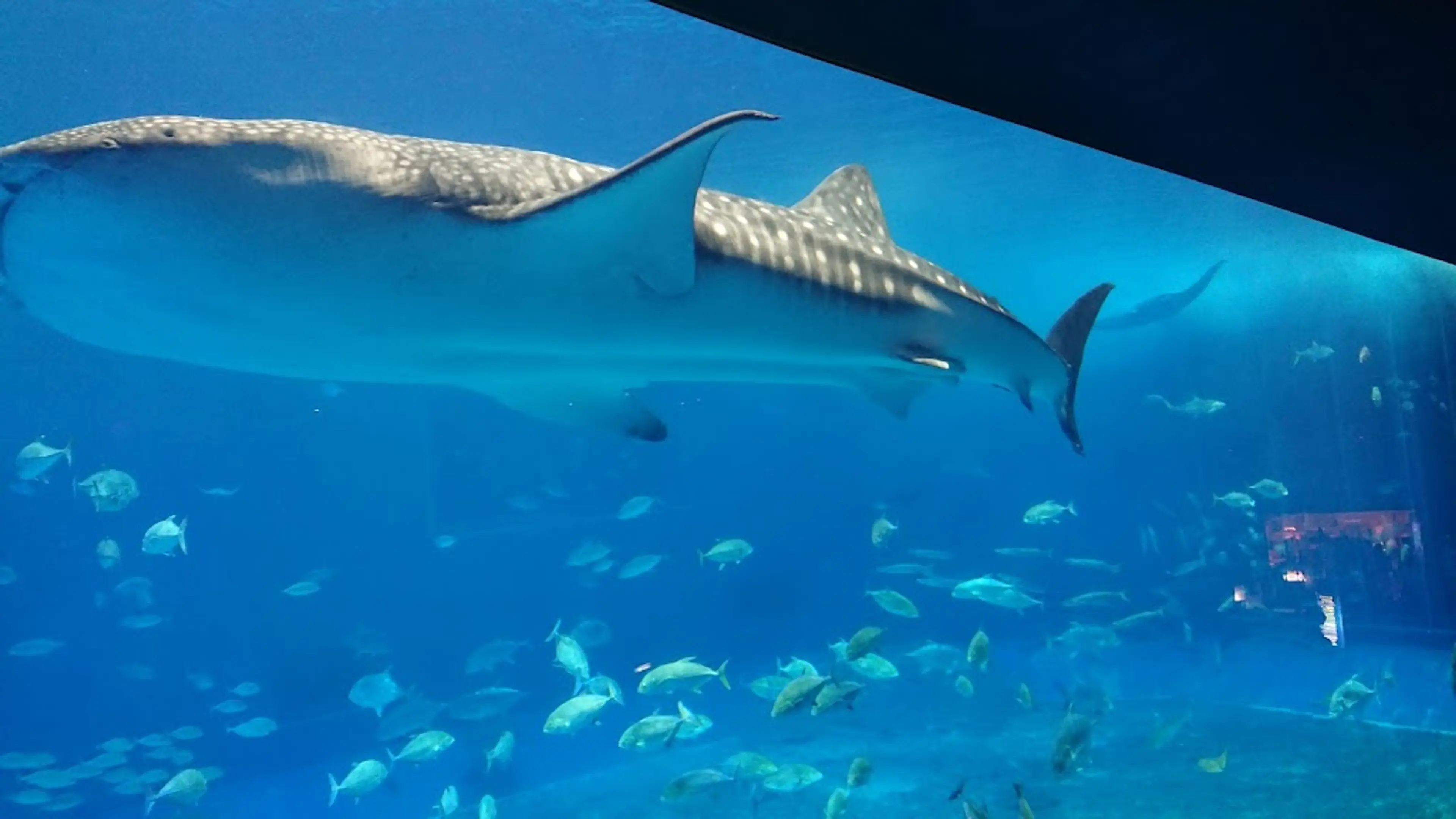 Okinawa Churaumi Aquarium