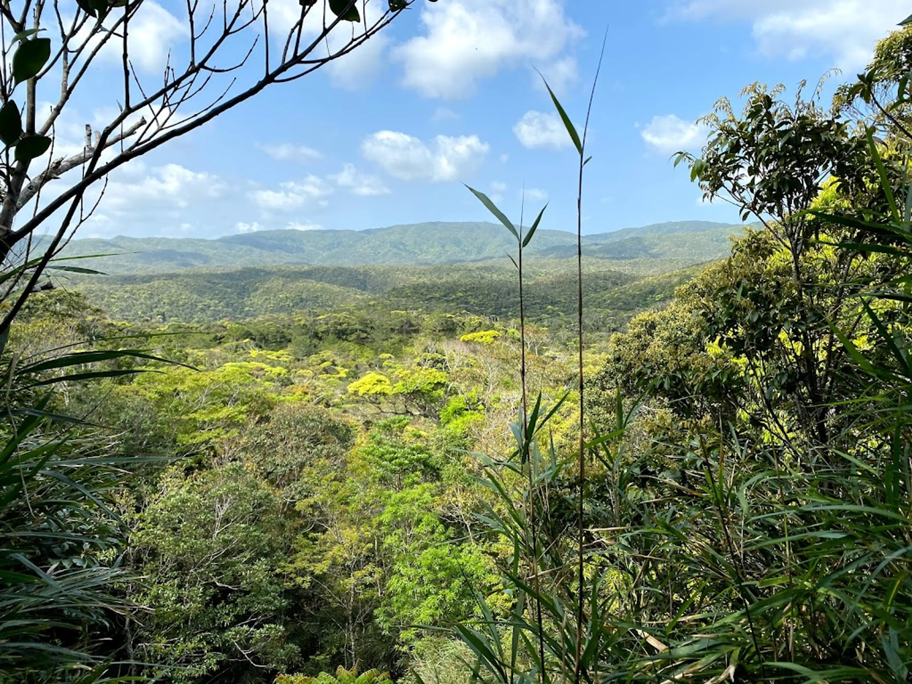 Yanbaru Forest