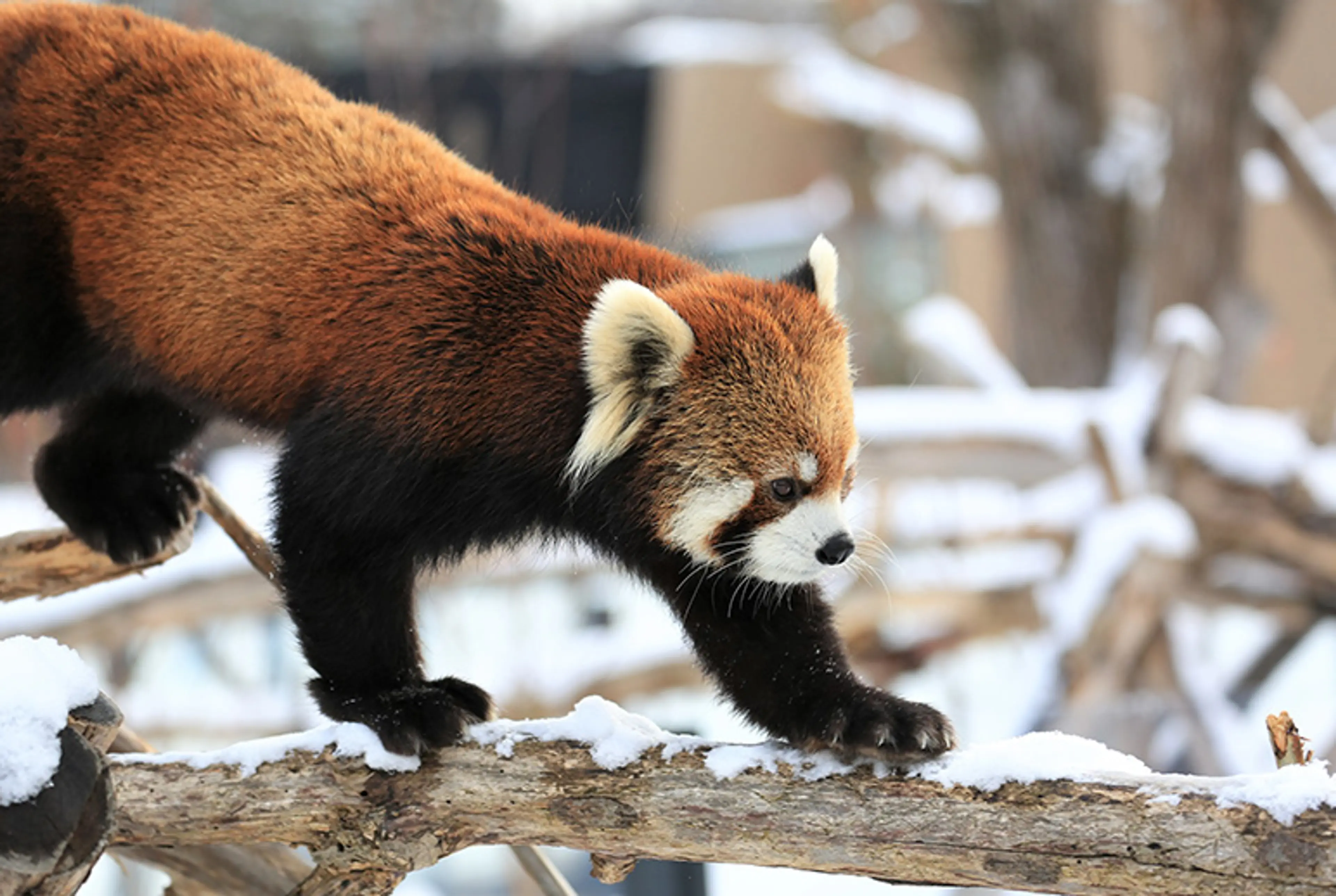 Maruyama Zoo