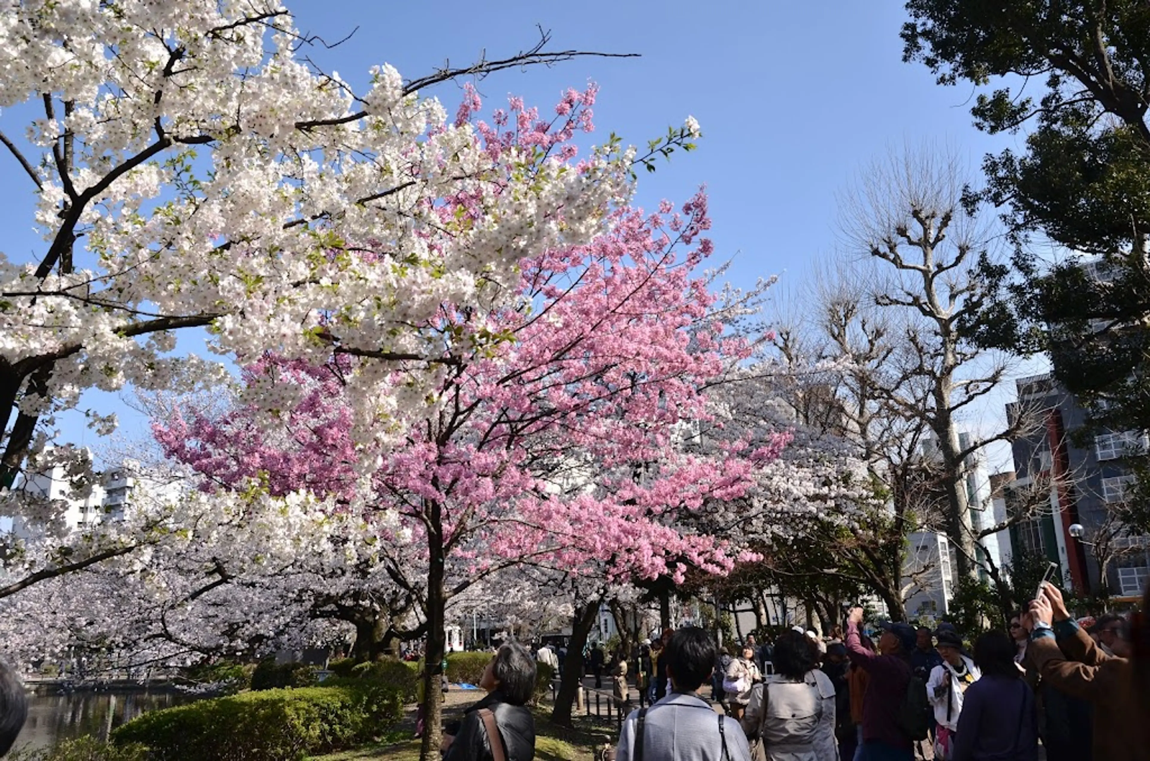 Park in Ueno