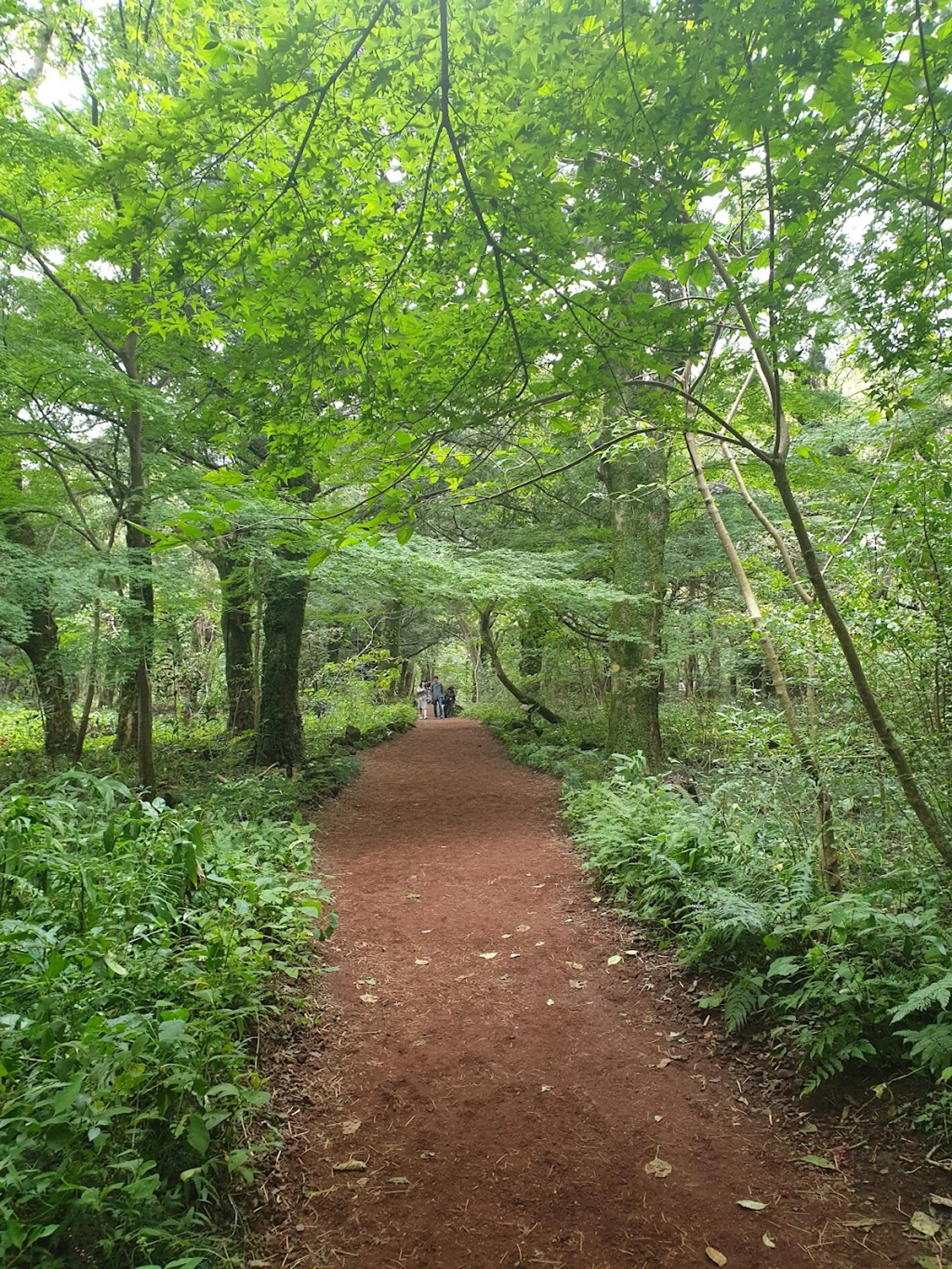Bijarim Forest