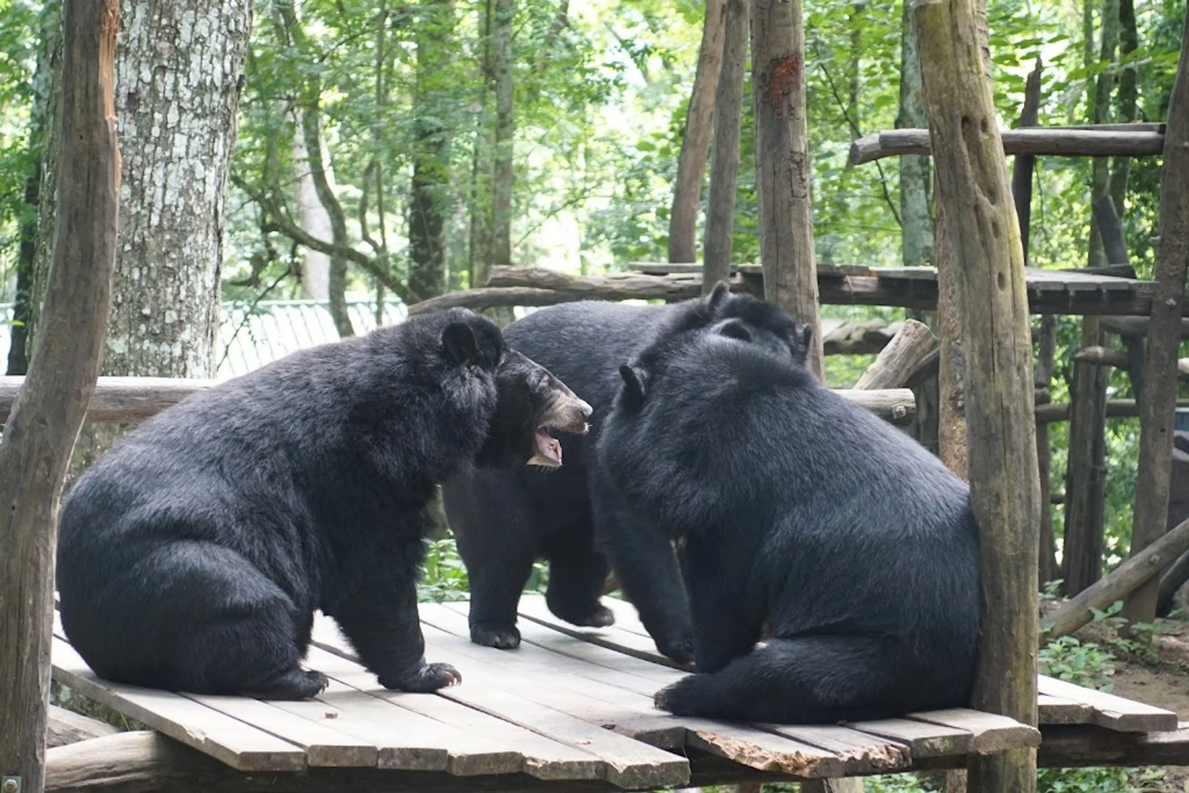 Bear Rescue Centre