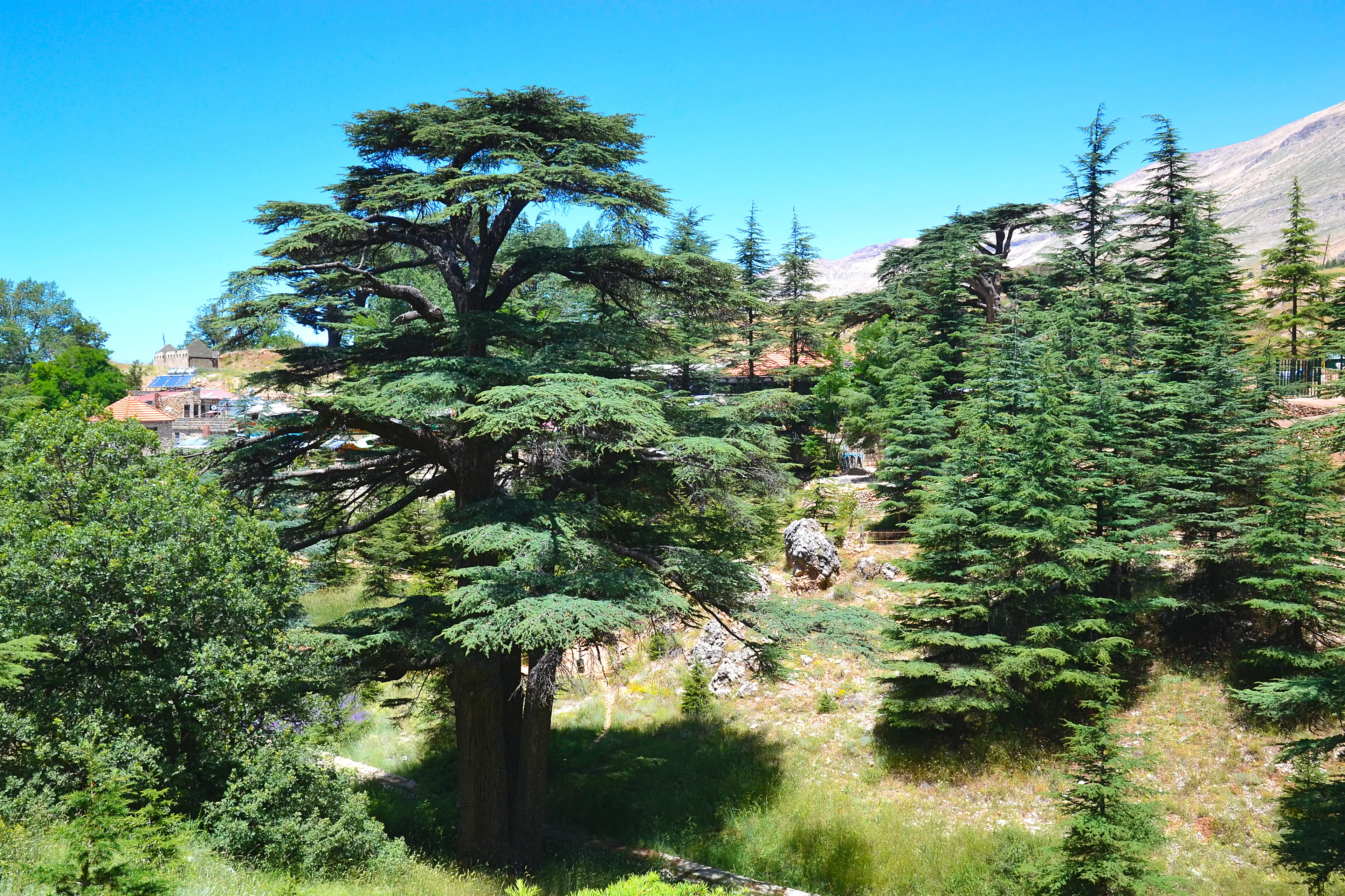 Cedars of Lebanon