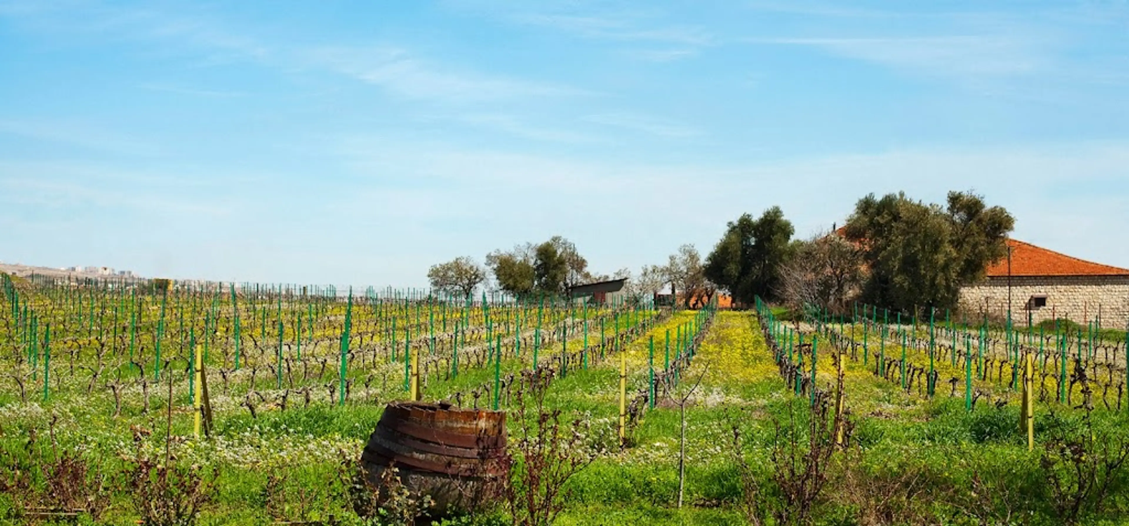 Winery in Bekaa Valley