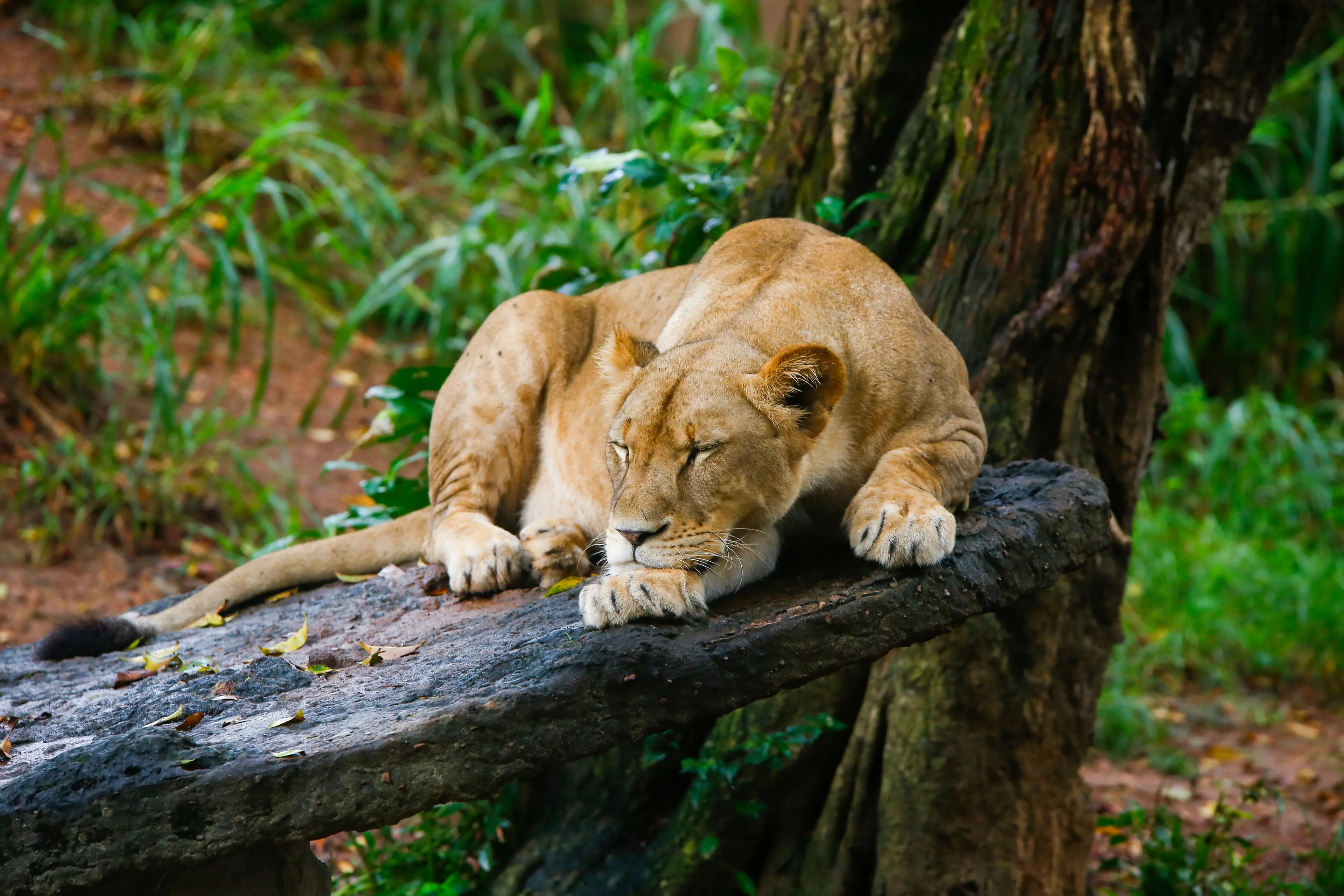 Dehiwala Zoo