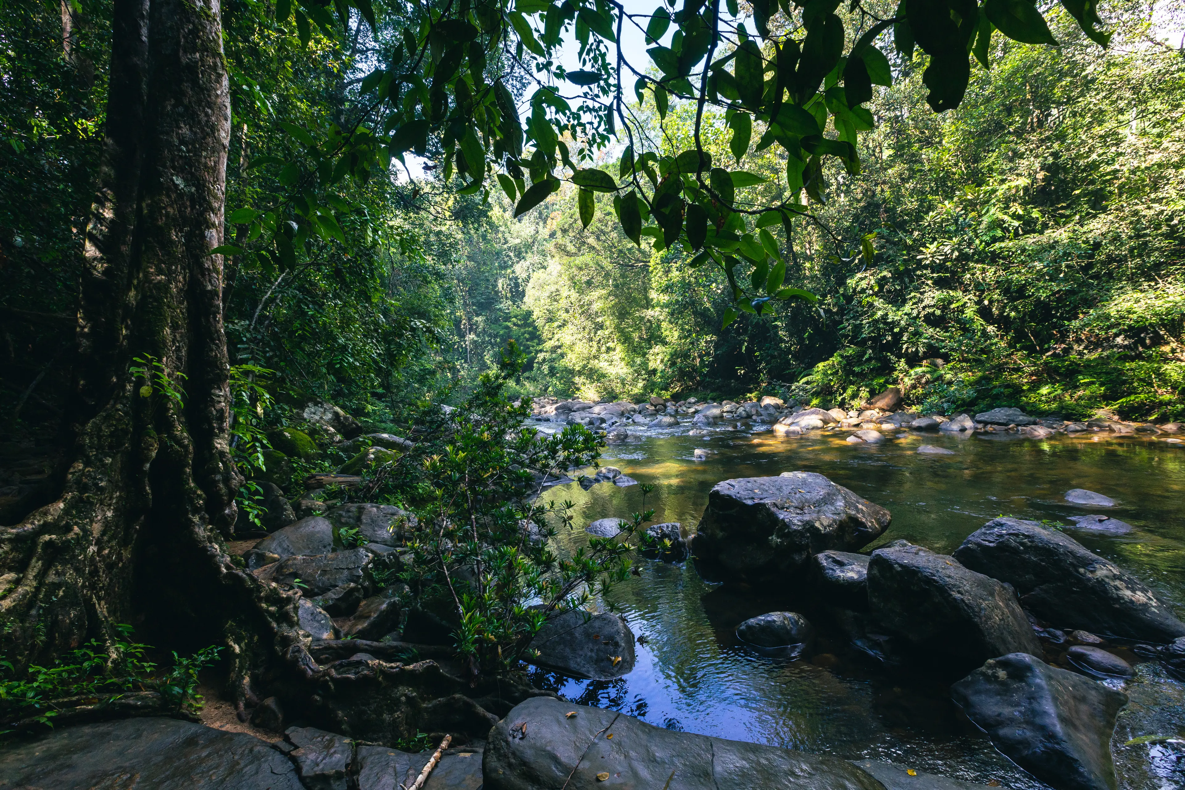 Sinharaja Forest Reserve