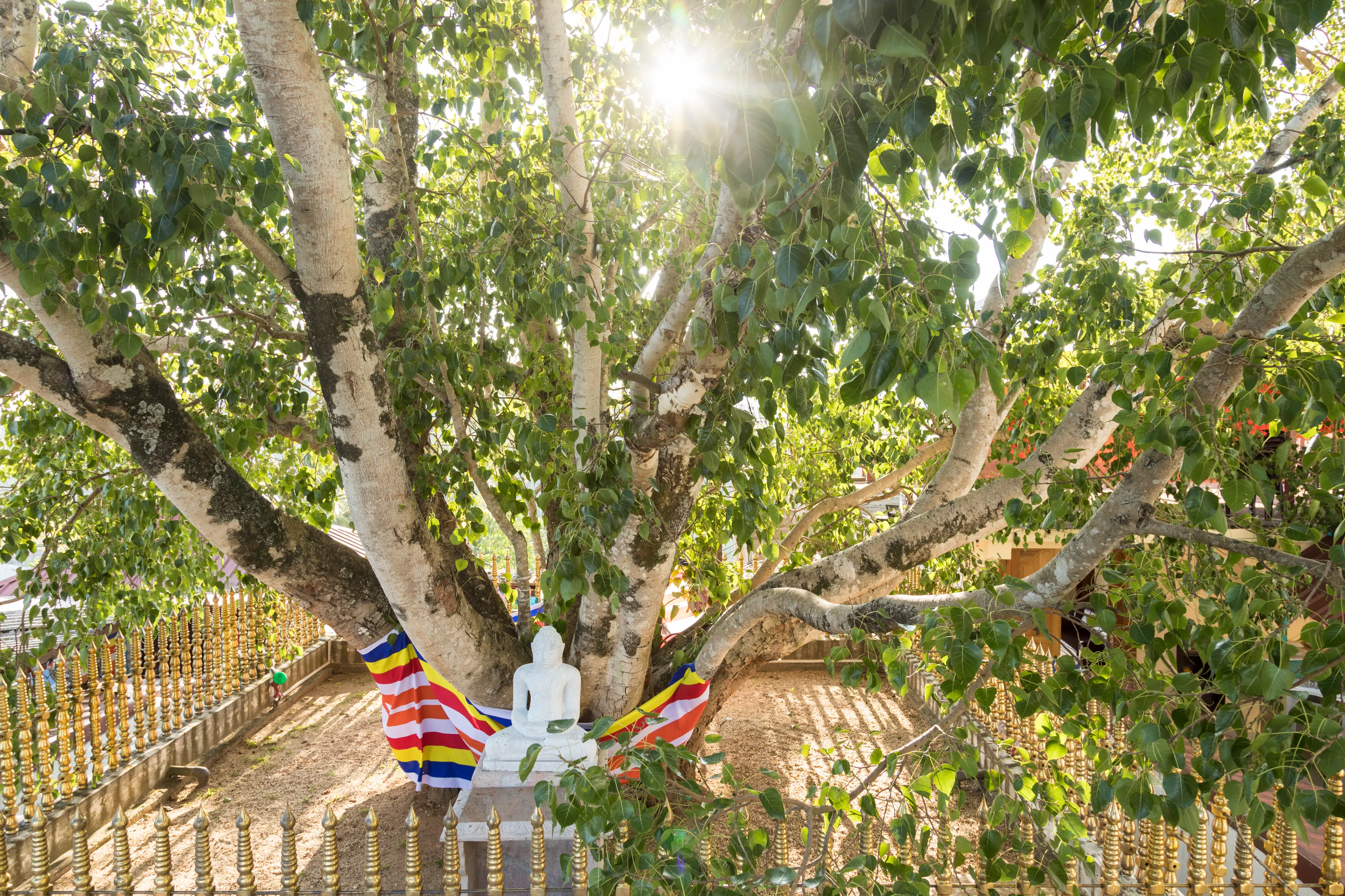Sri Maha Bodhi