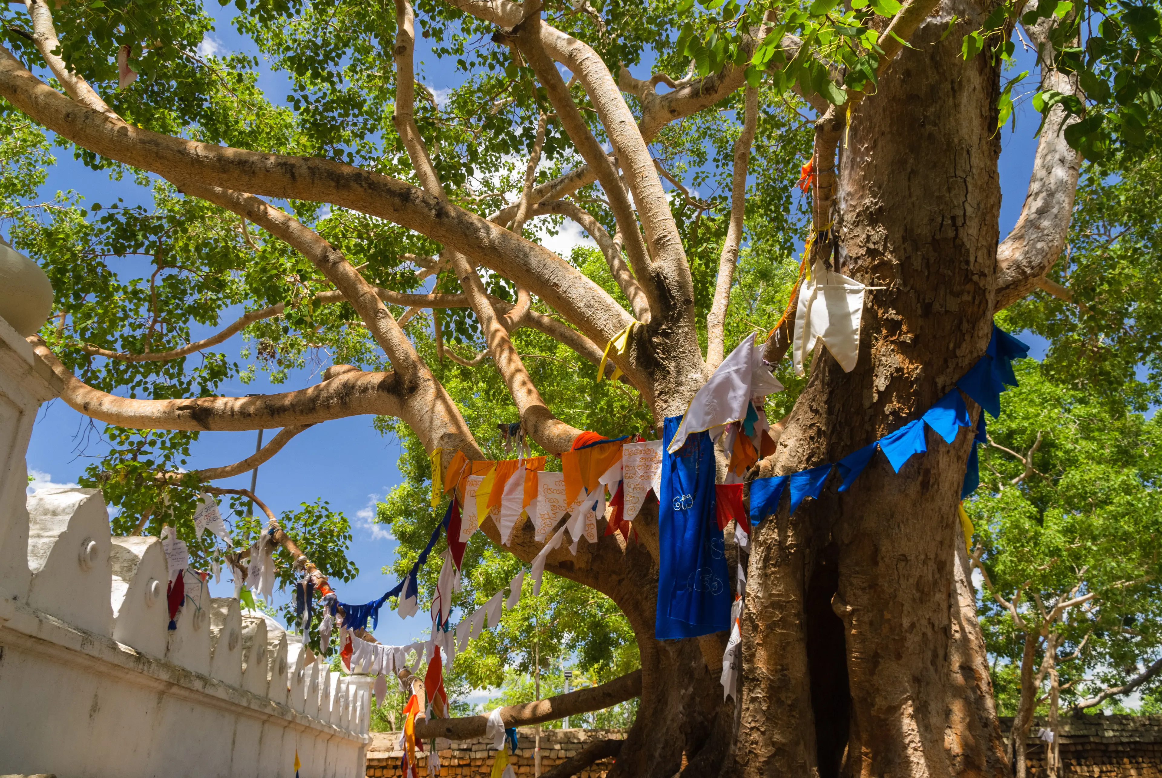 Sri Maha Bodhi tree