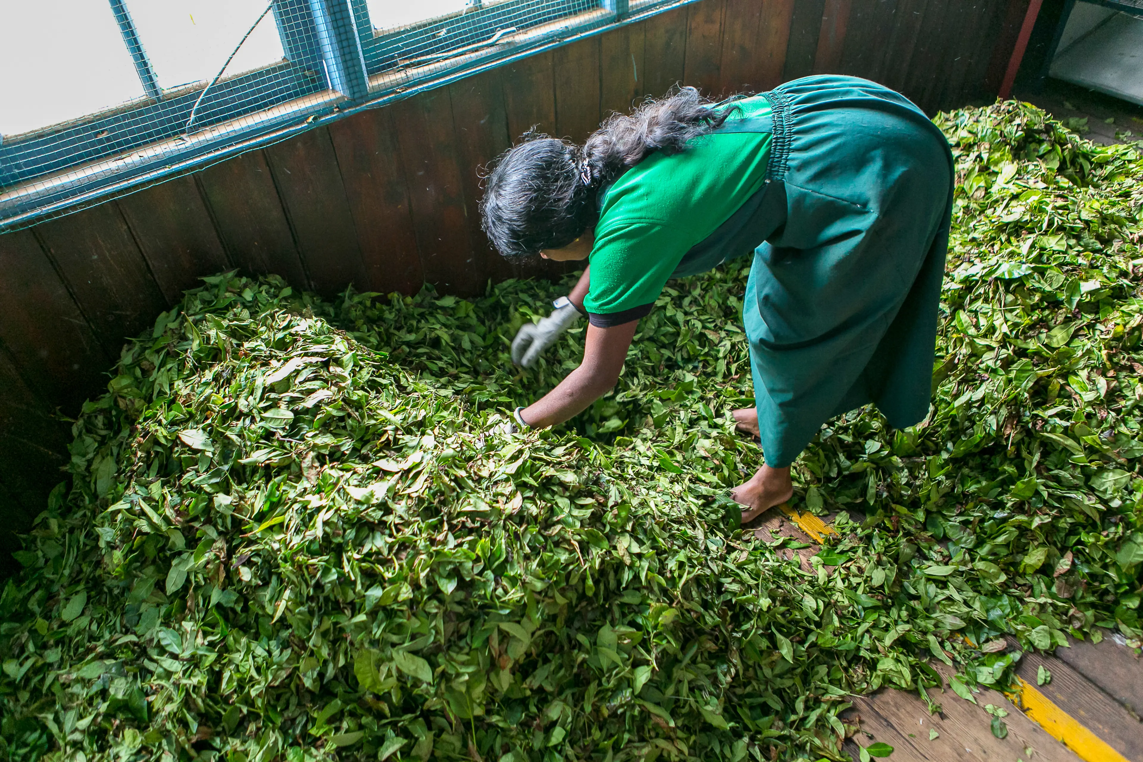 Tea factory