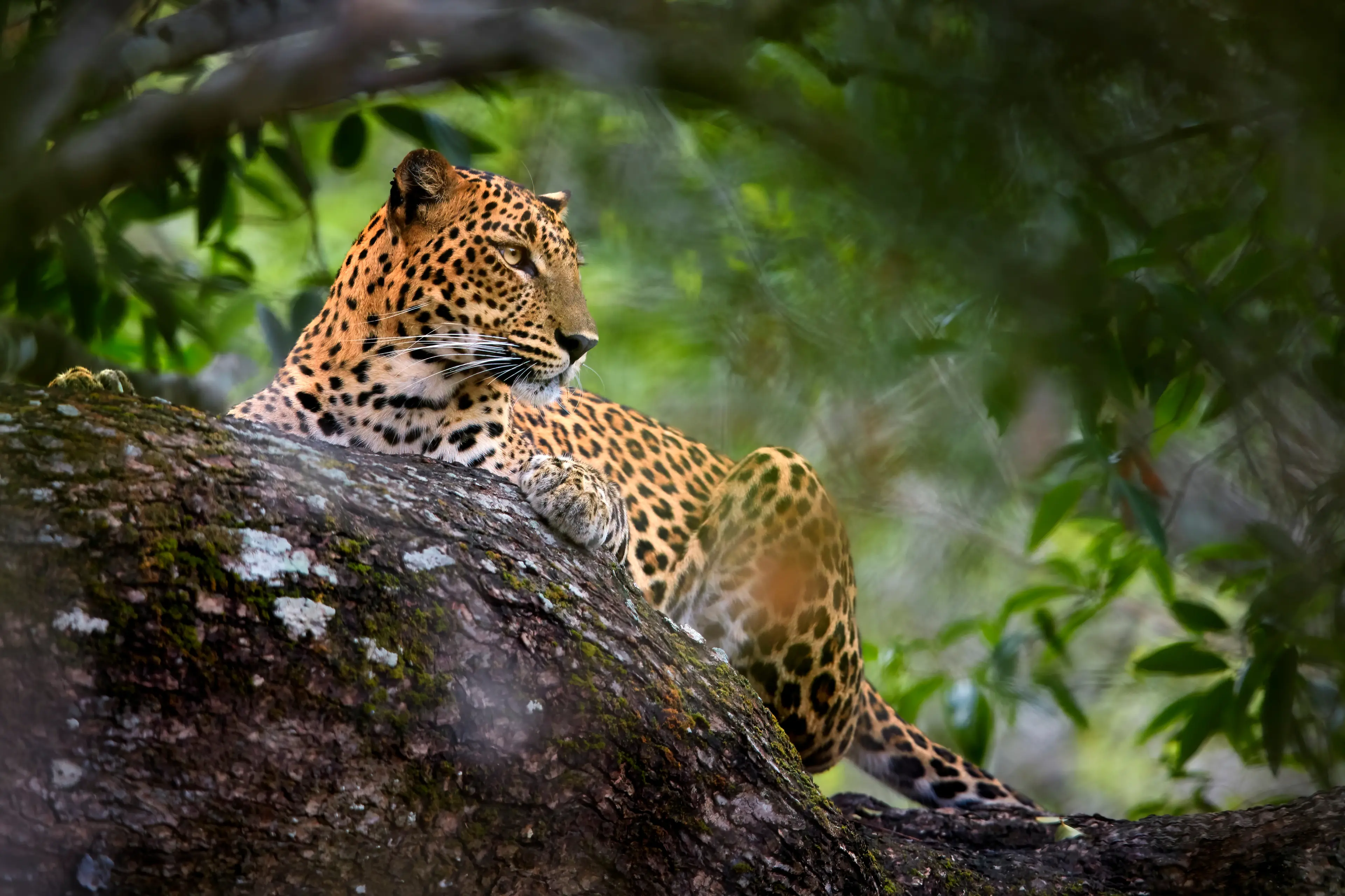 Yala National Park