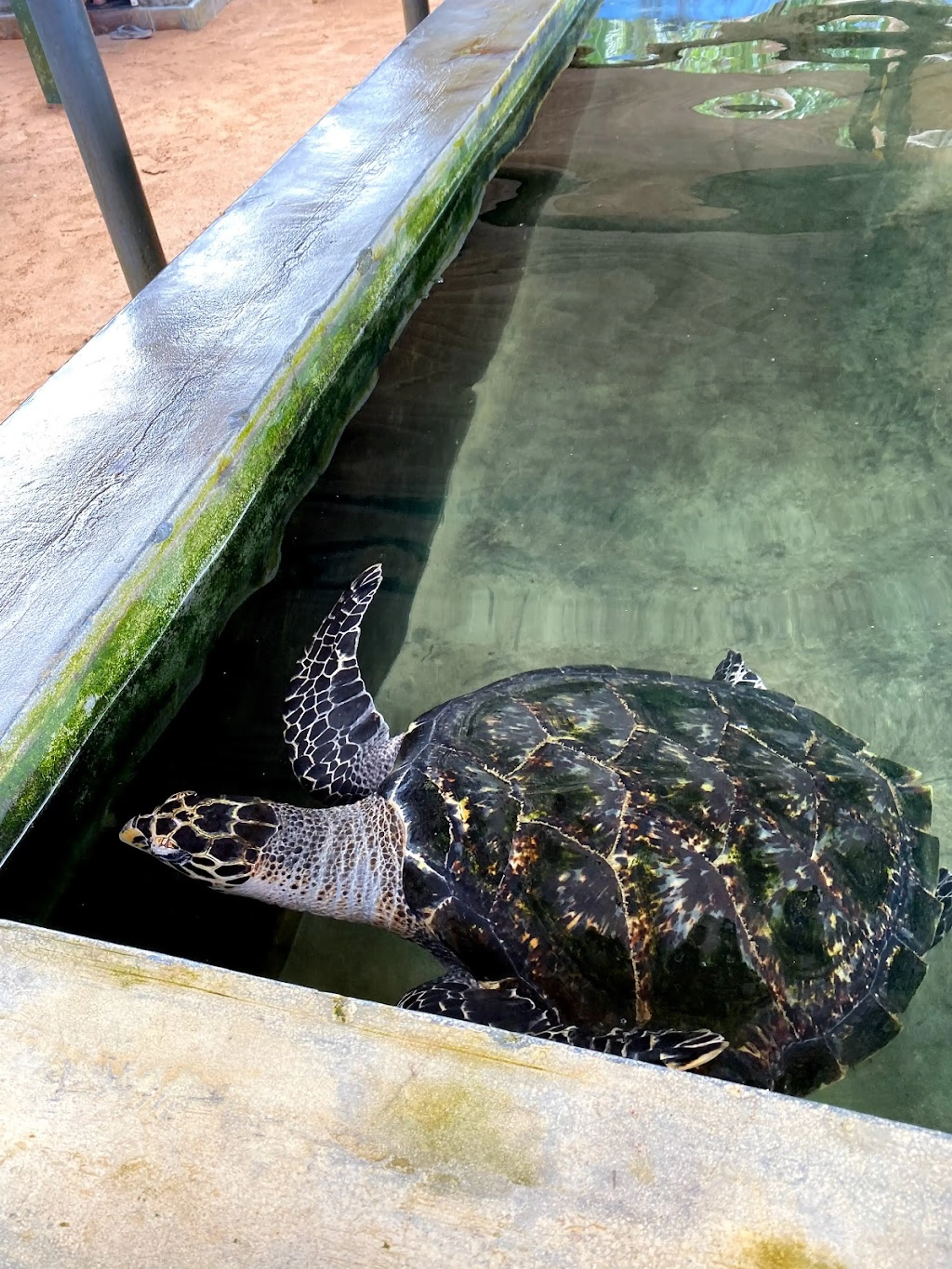 Kosgoda Turtle Hatchery