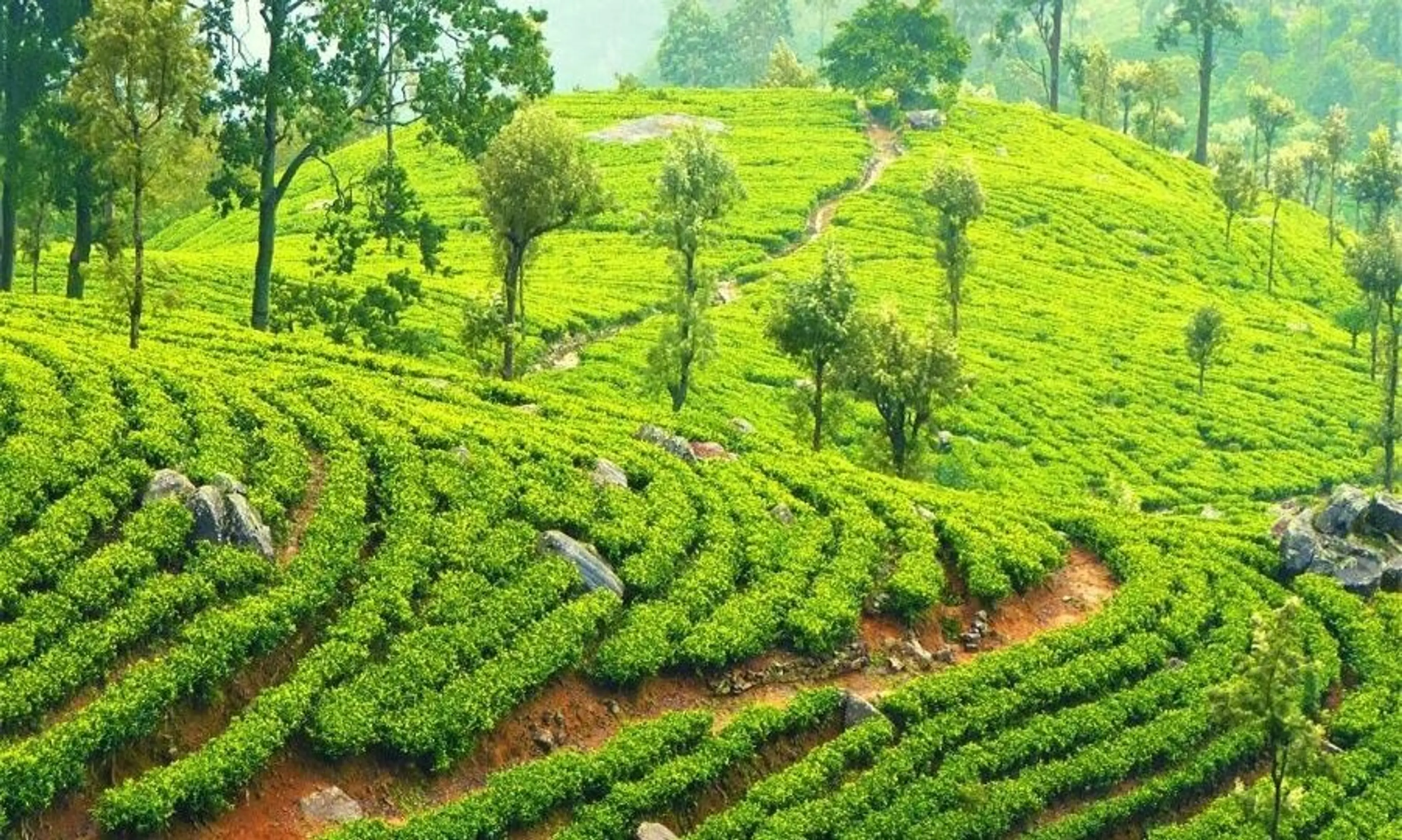 Tea plantation and factory