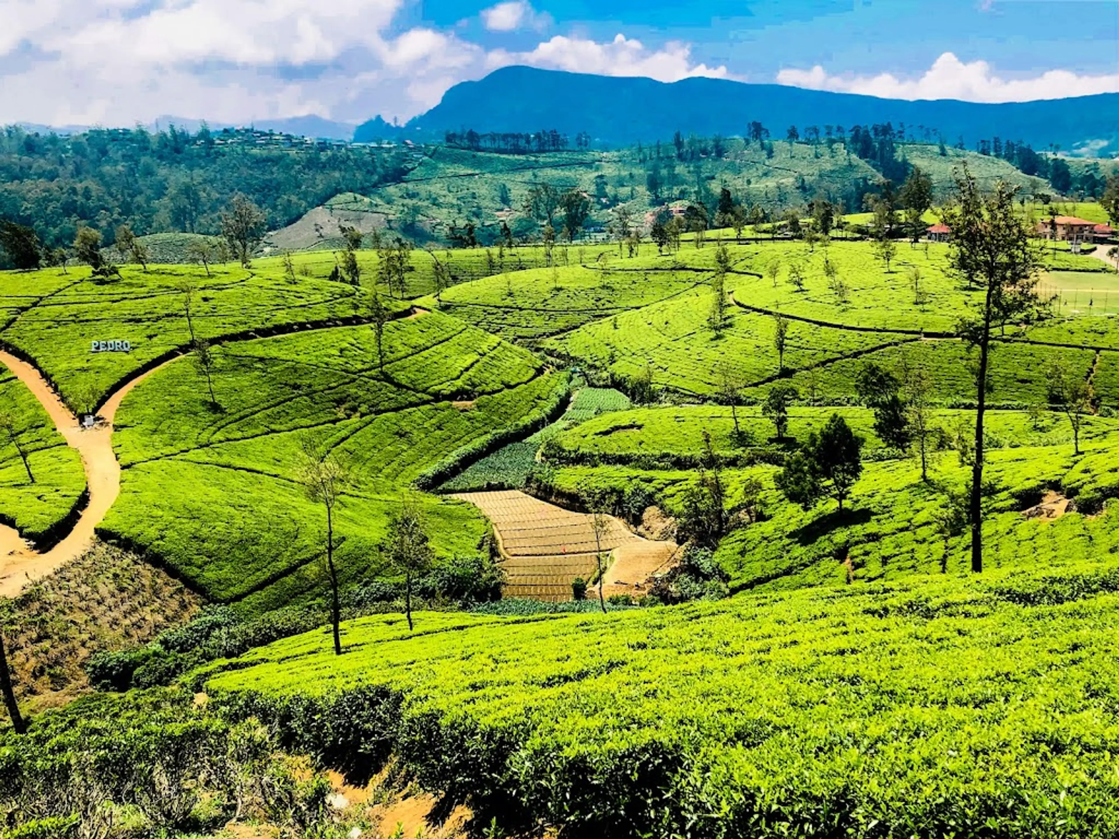 Tea plantation in Nuwara Eliya