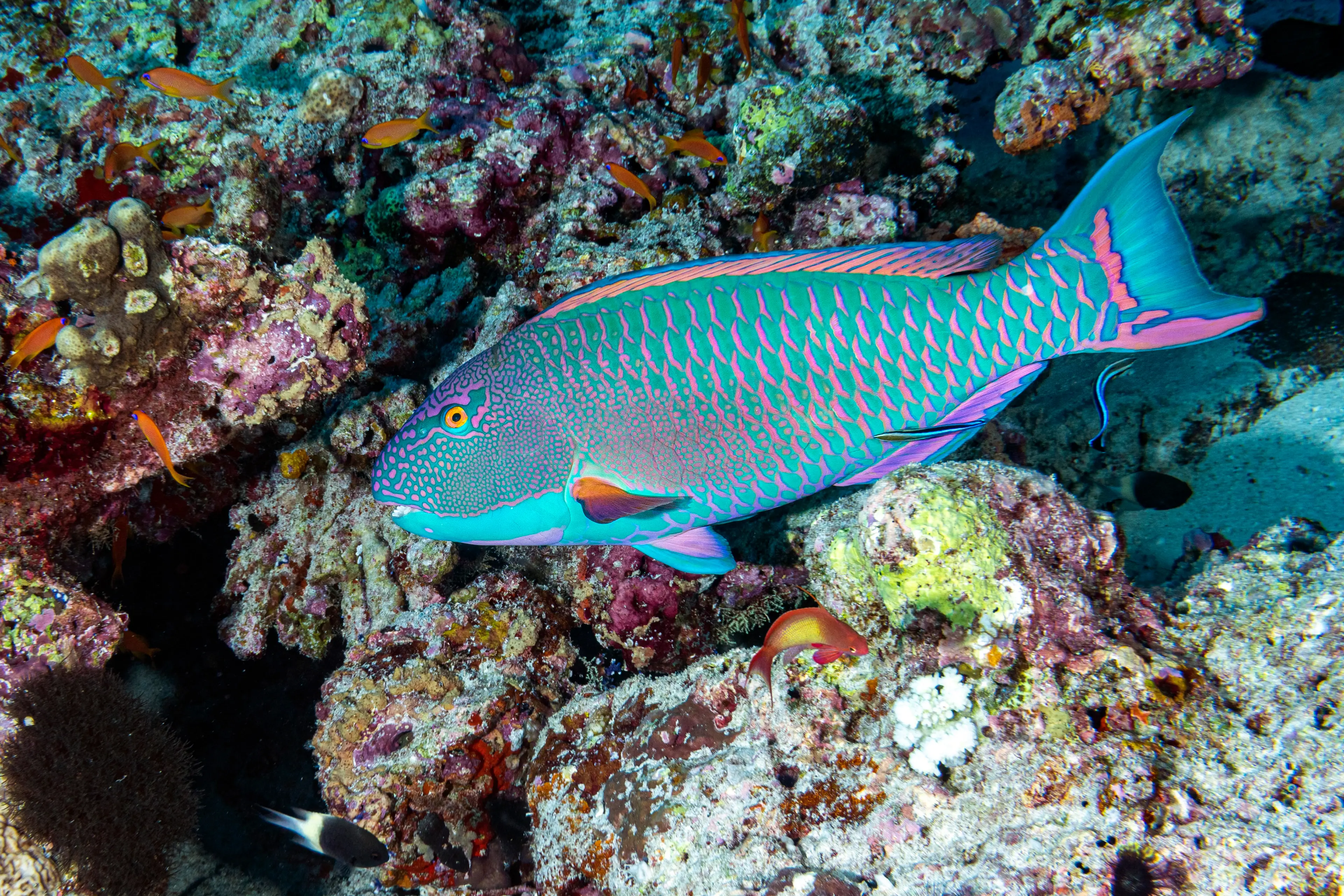 House reef