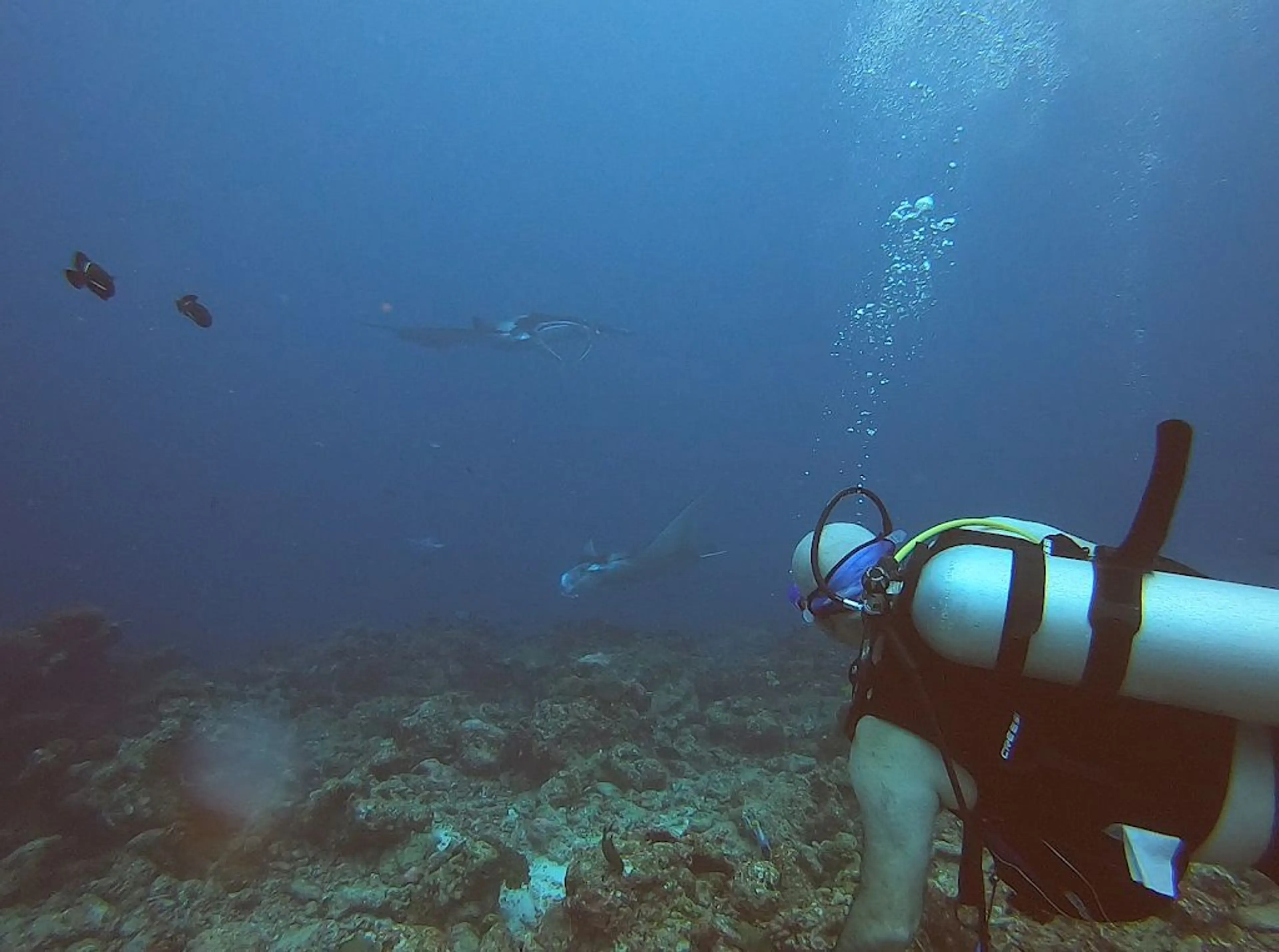 Night Dive