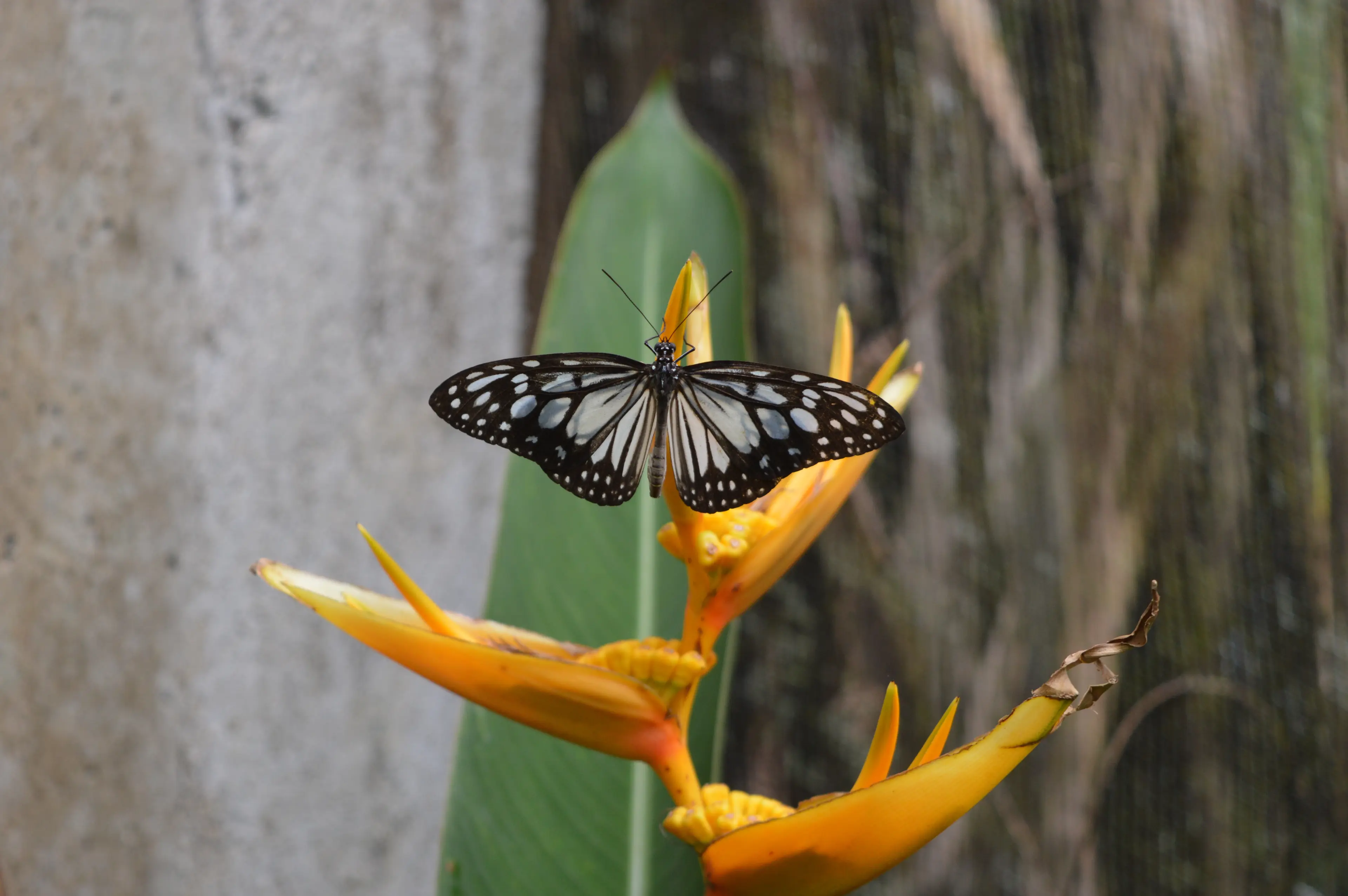 Boracay Butterfly Garden