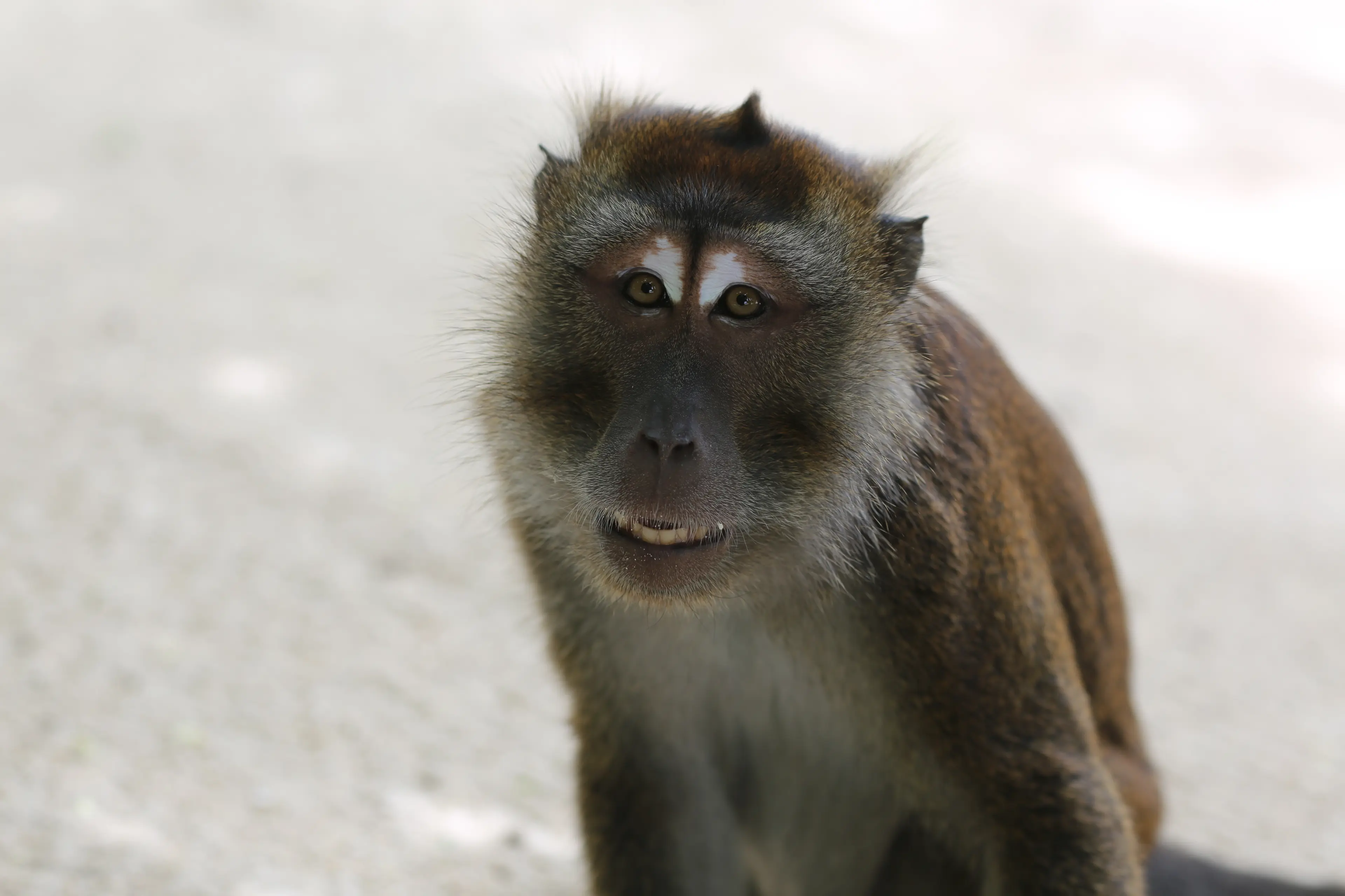 Boracay Wildlife Expo