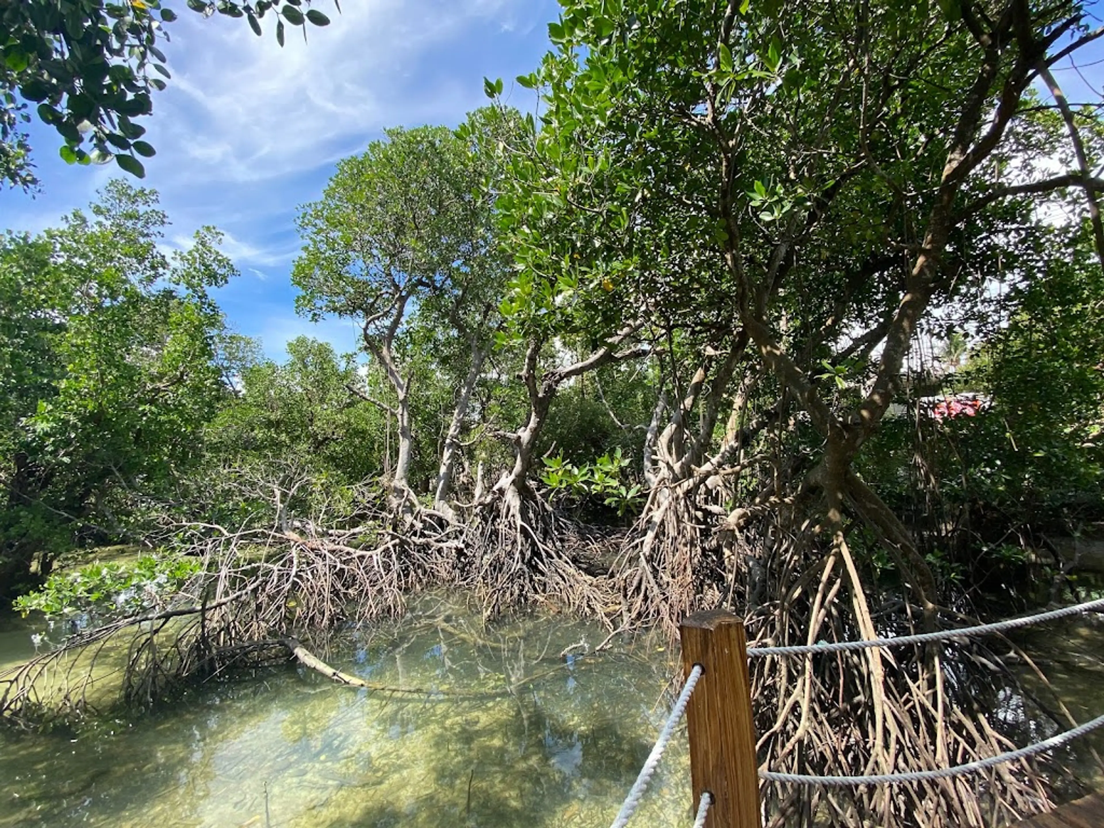Boracay Mangrove Forest