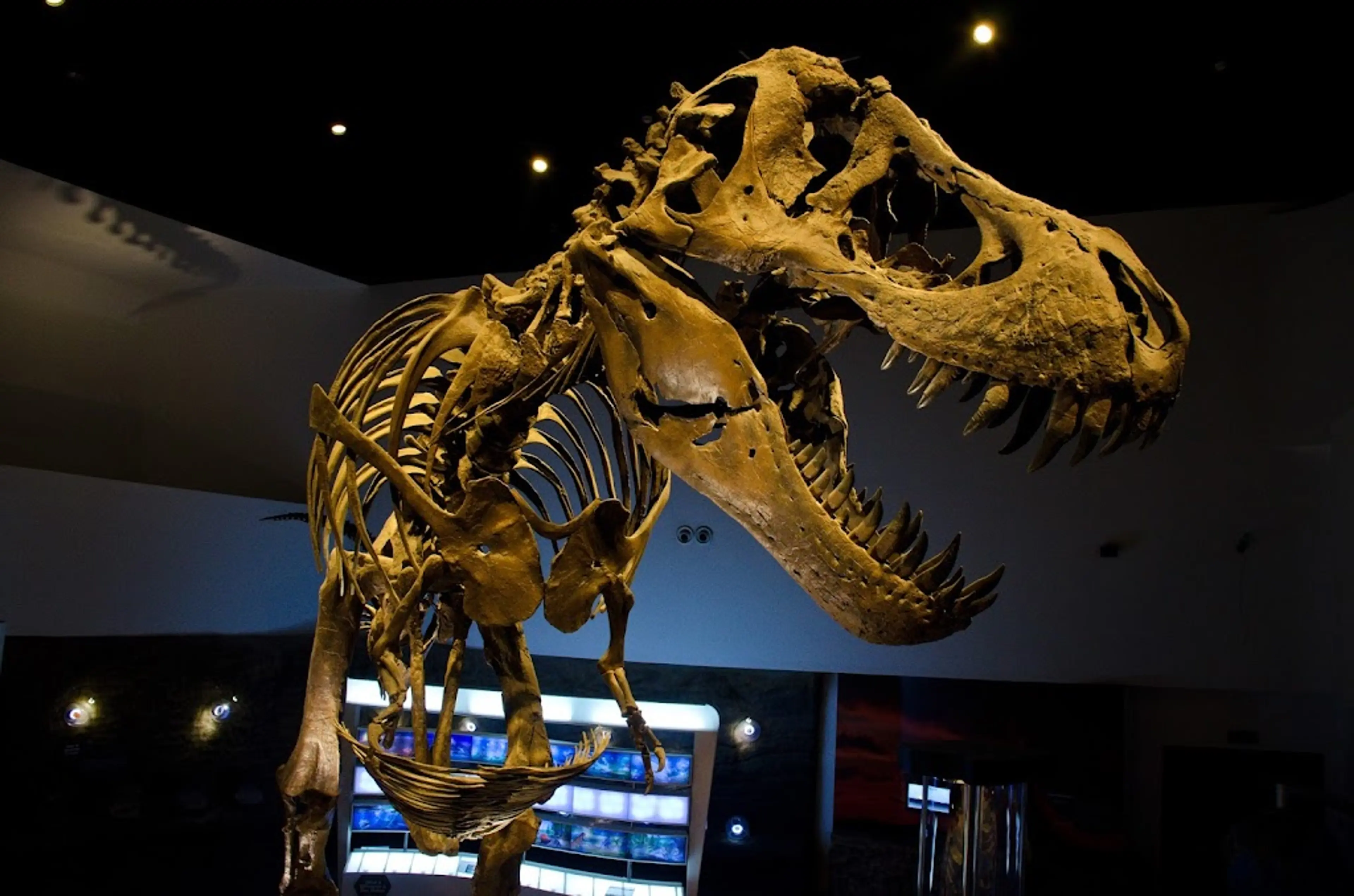 Mind Museum
