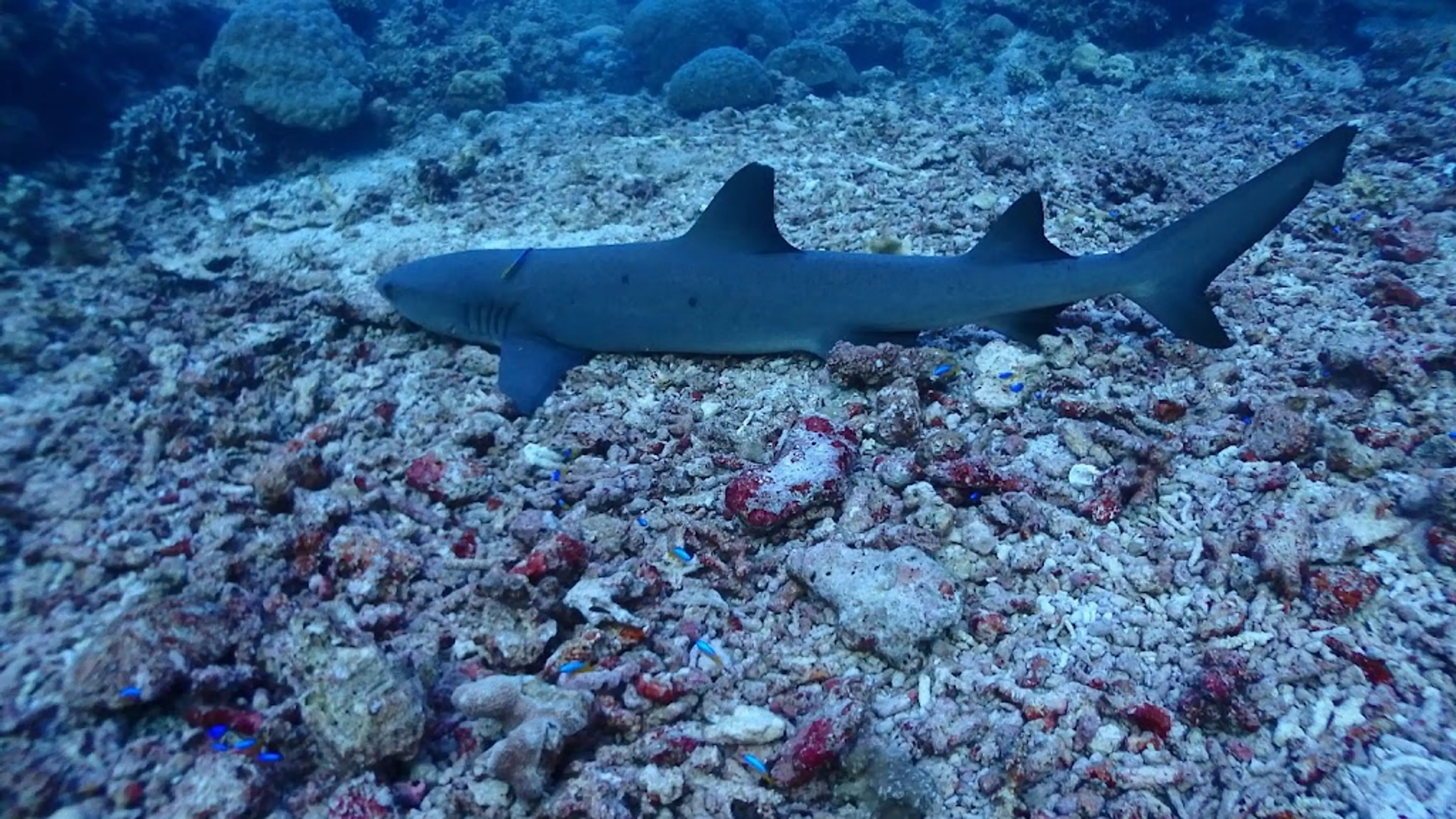 Tubbataha Reefs Natural Park