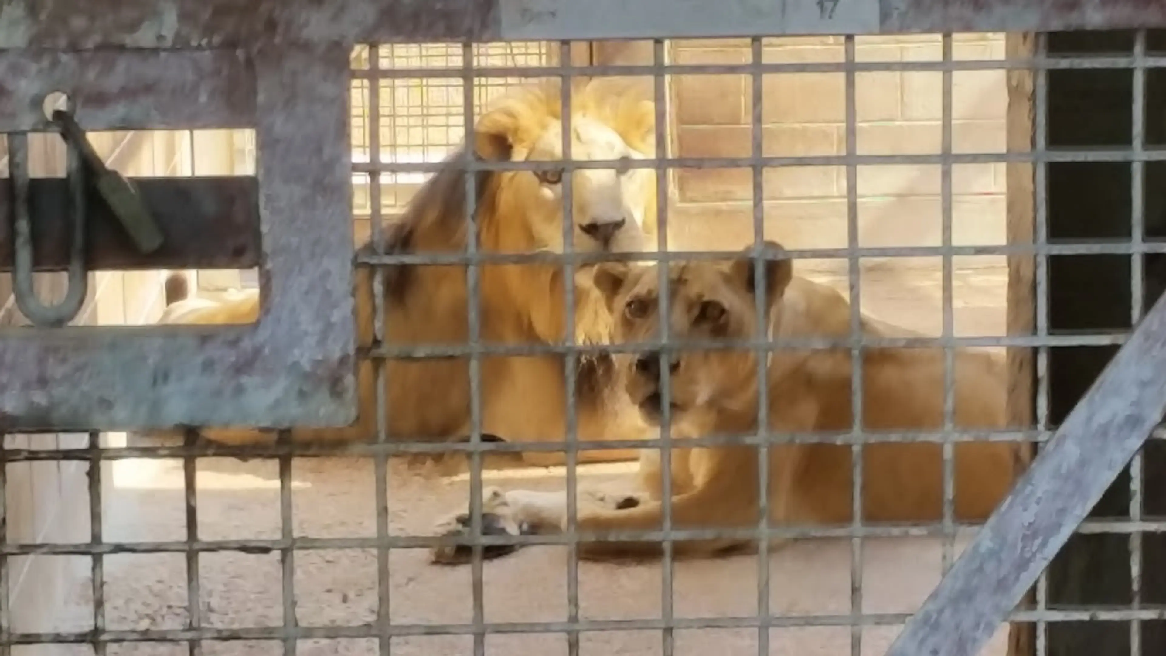 Doha Zoo