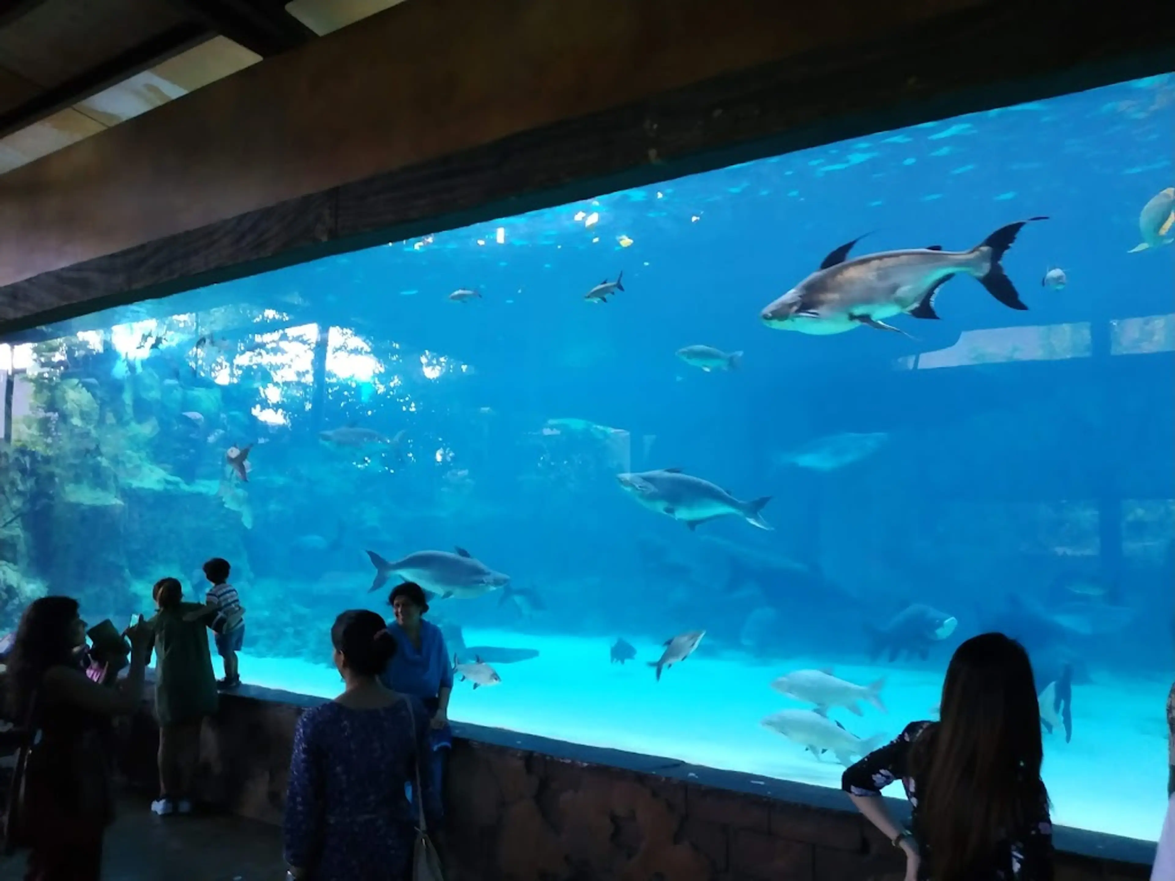 River Safari